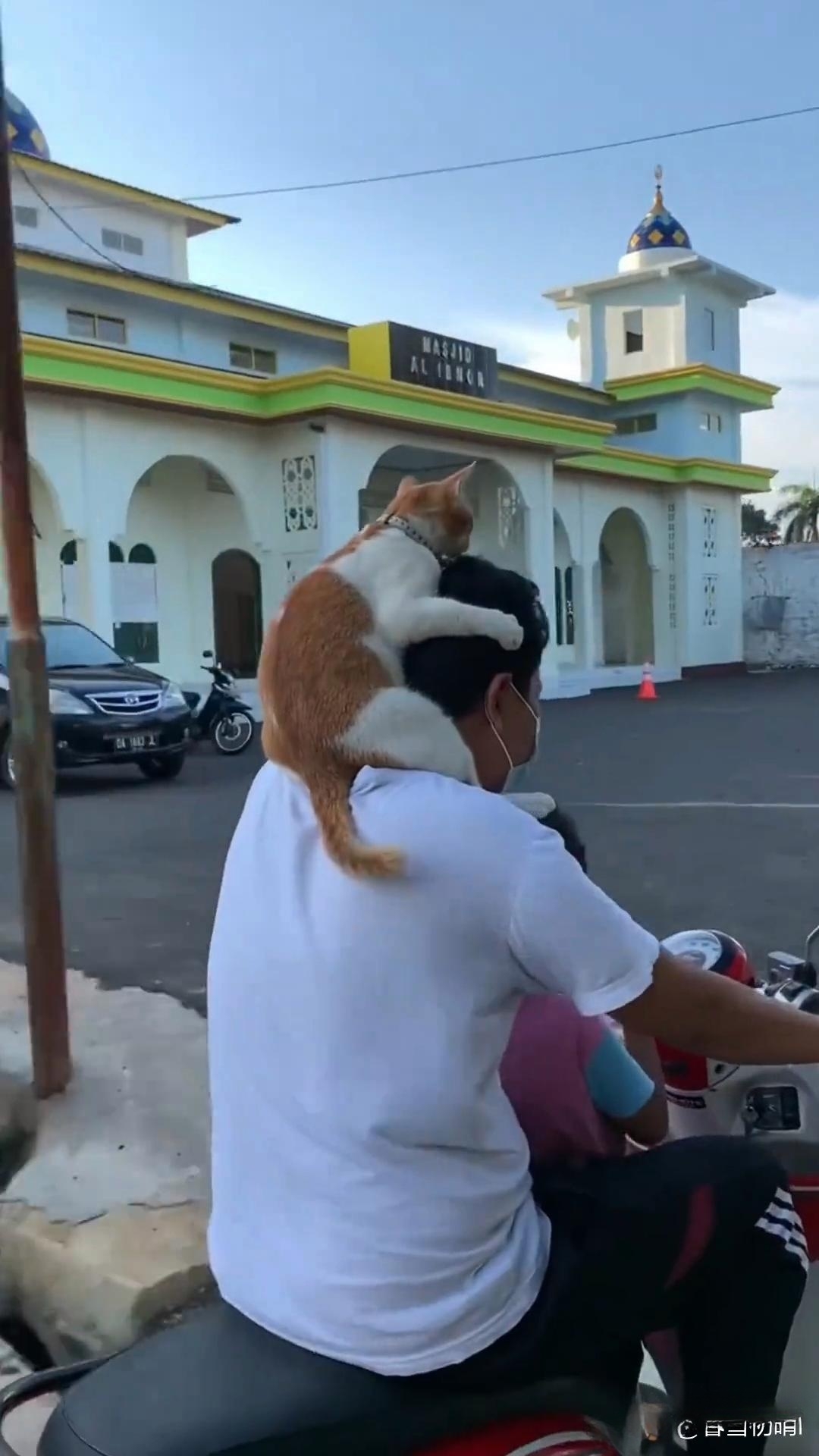 骑着摩托车的男子背上,一只橘白相间的猫舒适地躺着,只能说是太粘人了