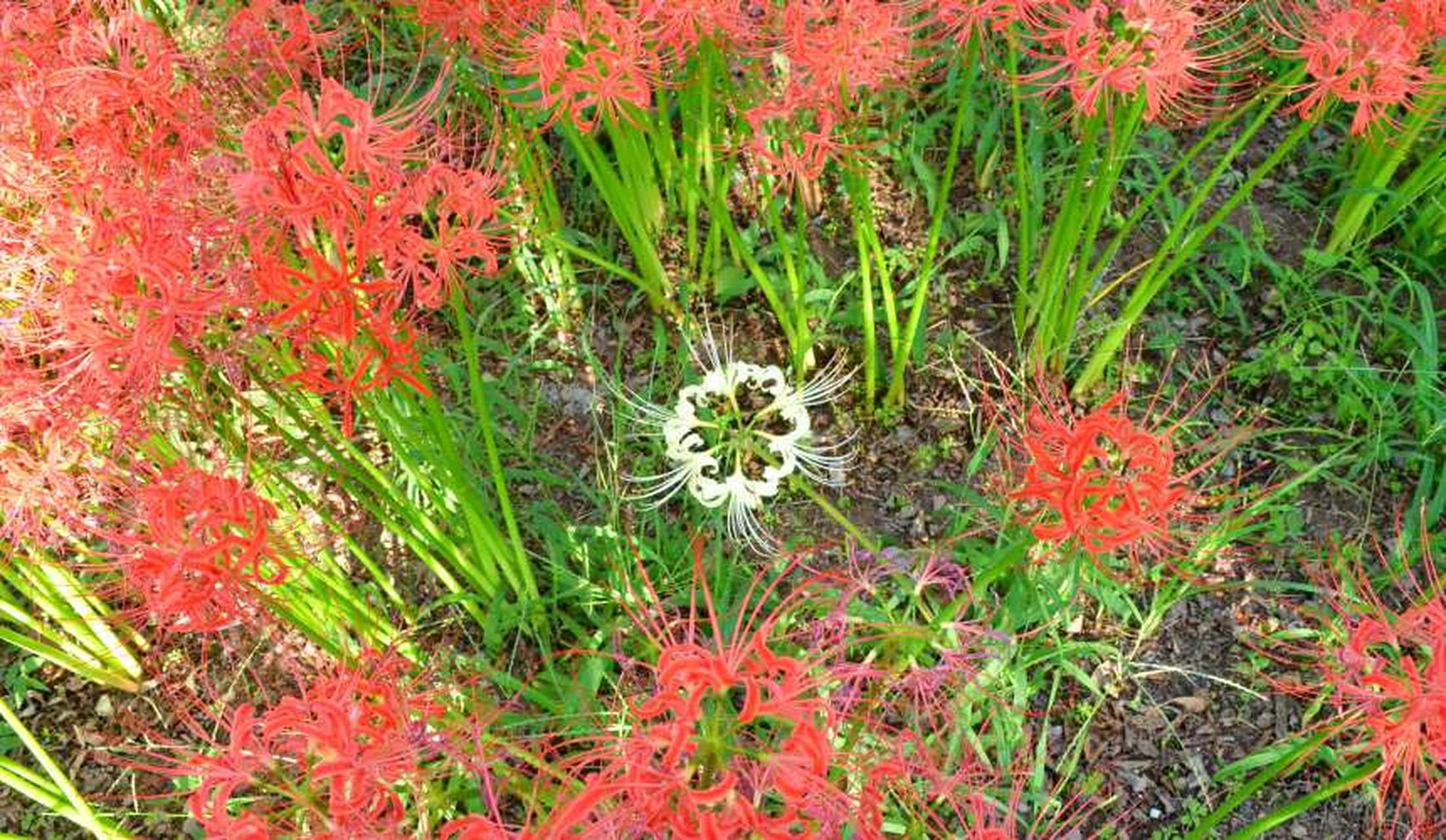 彼岸花的花语,想你是一种美丽的忧伤和甜蜜的惆怅.