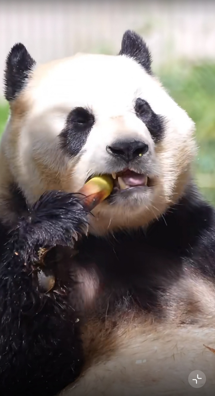 一如既往的混乱吃播,沉浸在美食中无法自拔,这陶醉的小表情,看得人都