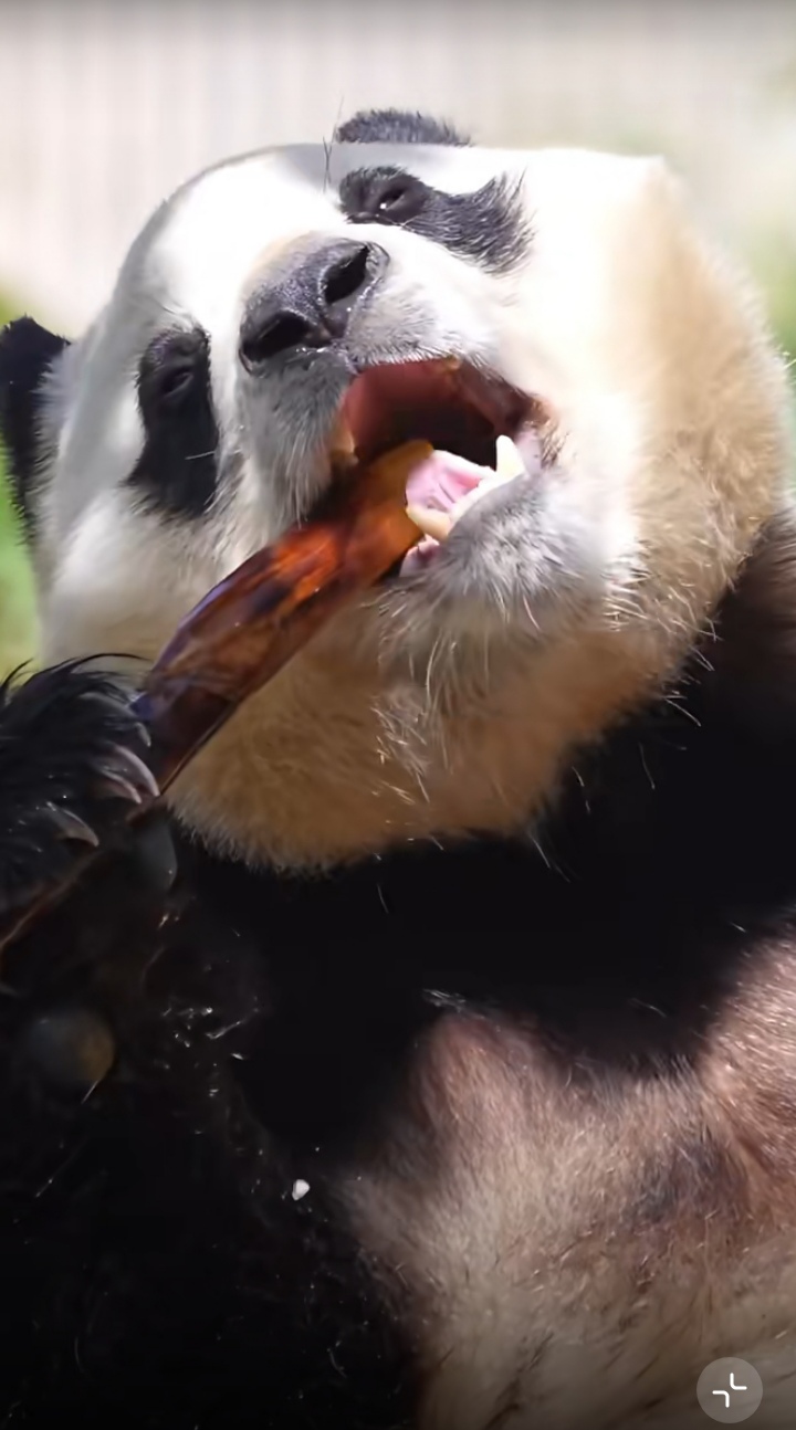 一如既往的混乱吃播,沉浸在美食中无法自拔,这陶醉的小表情,看得人都