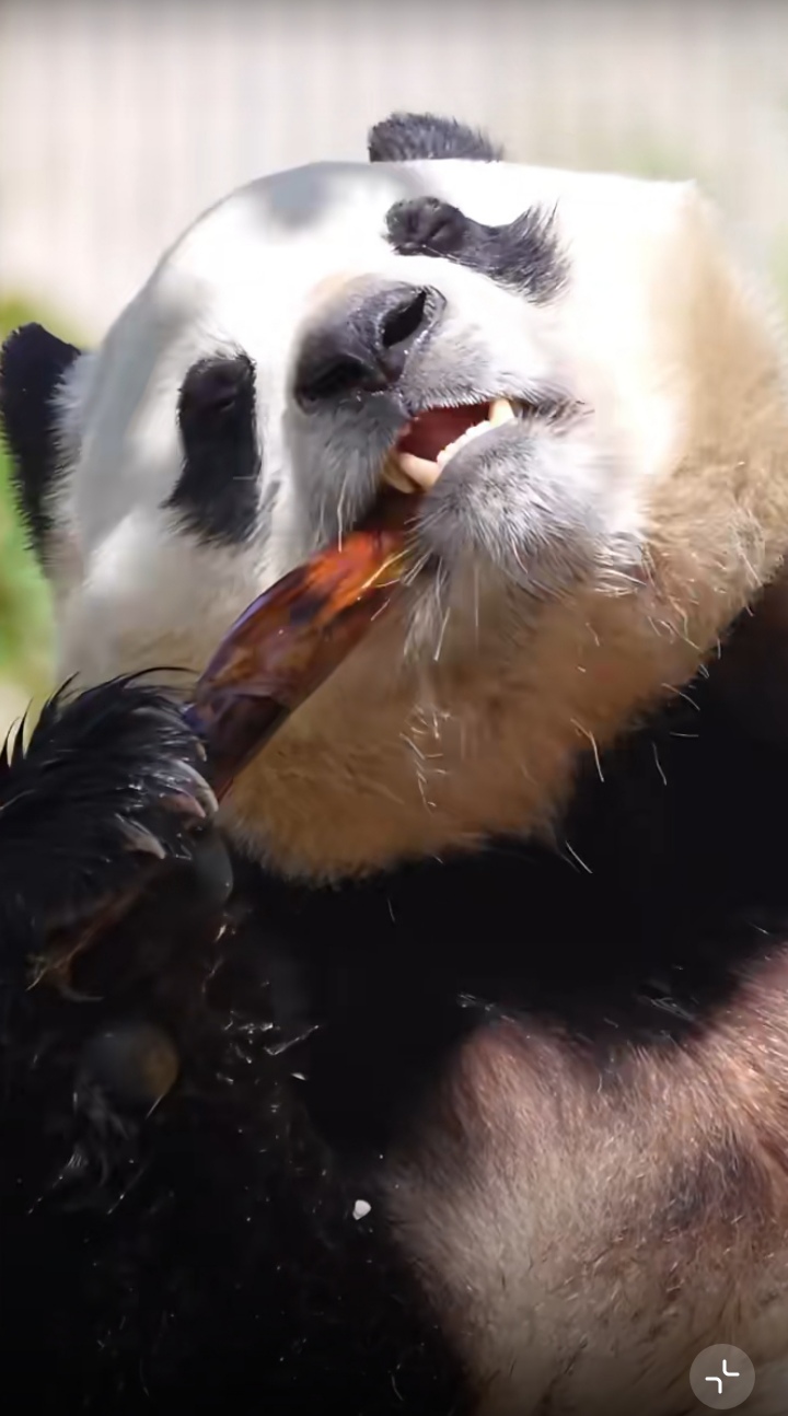 一如既往的混乱吃播,沉浸在美食中无法自拔,这陶醉的小表情,看得人都