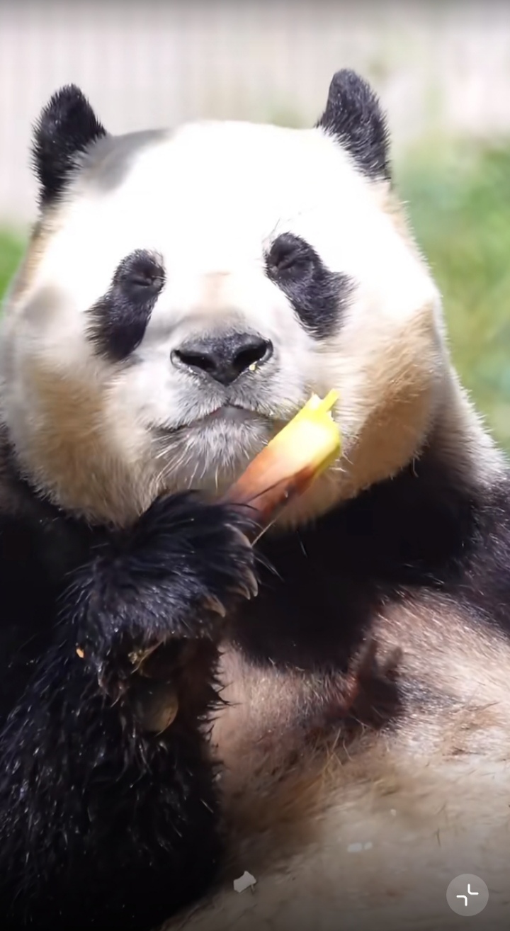 一如既往的混乱吃播,沉浸在美食中无法自拔,这陶醉的小表情,看得人都