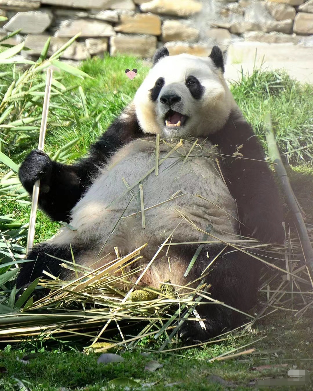 一如既往的混乱吃播,沉浸在美食中无法自拔,这陶醉的小表情,看得人都