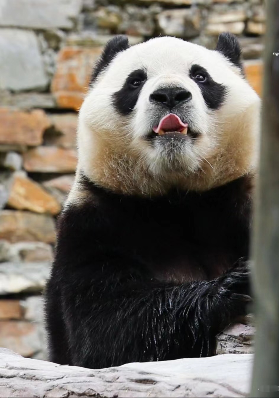 一如既往的混乱吃播,沉浸在美食中无法自拔,这陶醉的小表情,看得人都
