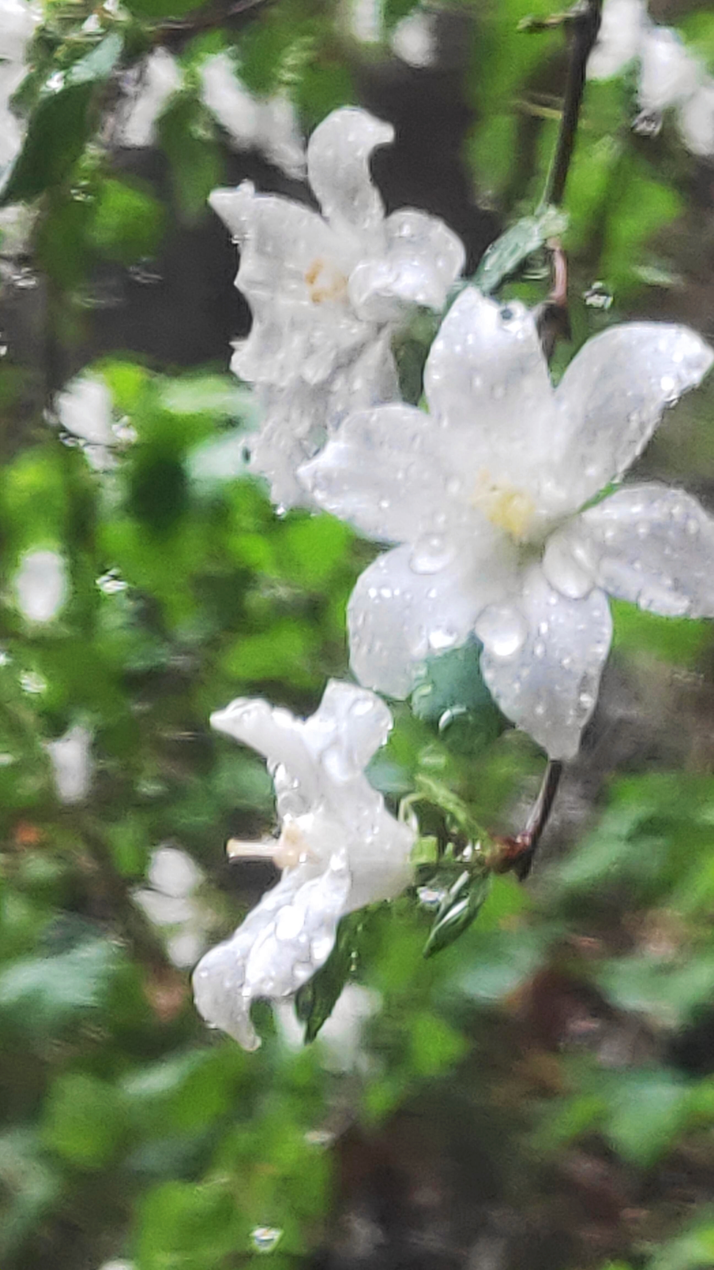 清晨的雨露花草图片图片