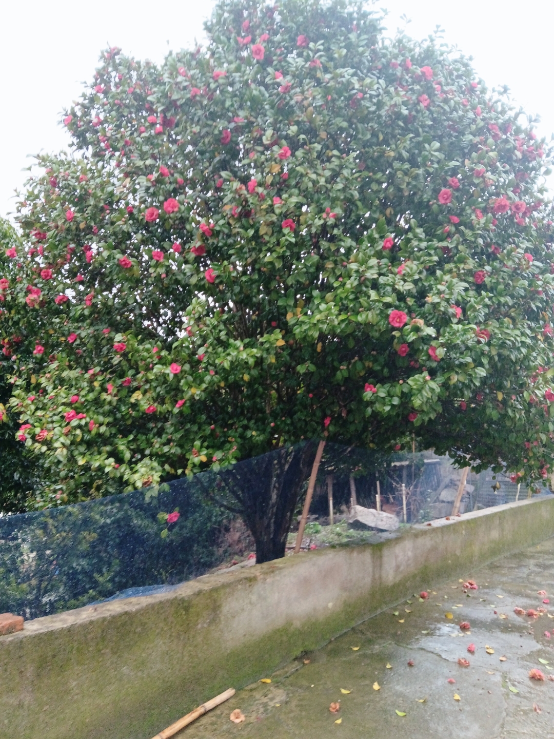 🌸🍂在一个宁静的角落,一棵山茶花树静静地绽放,粉红色的花朵与