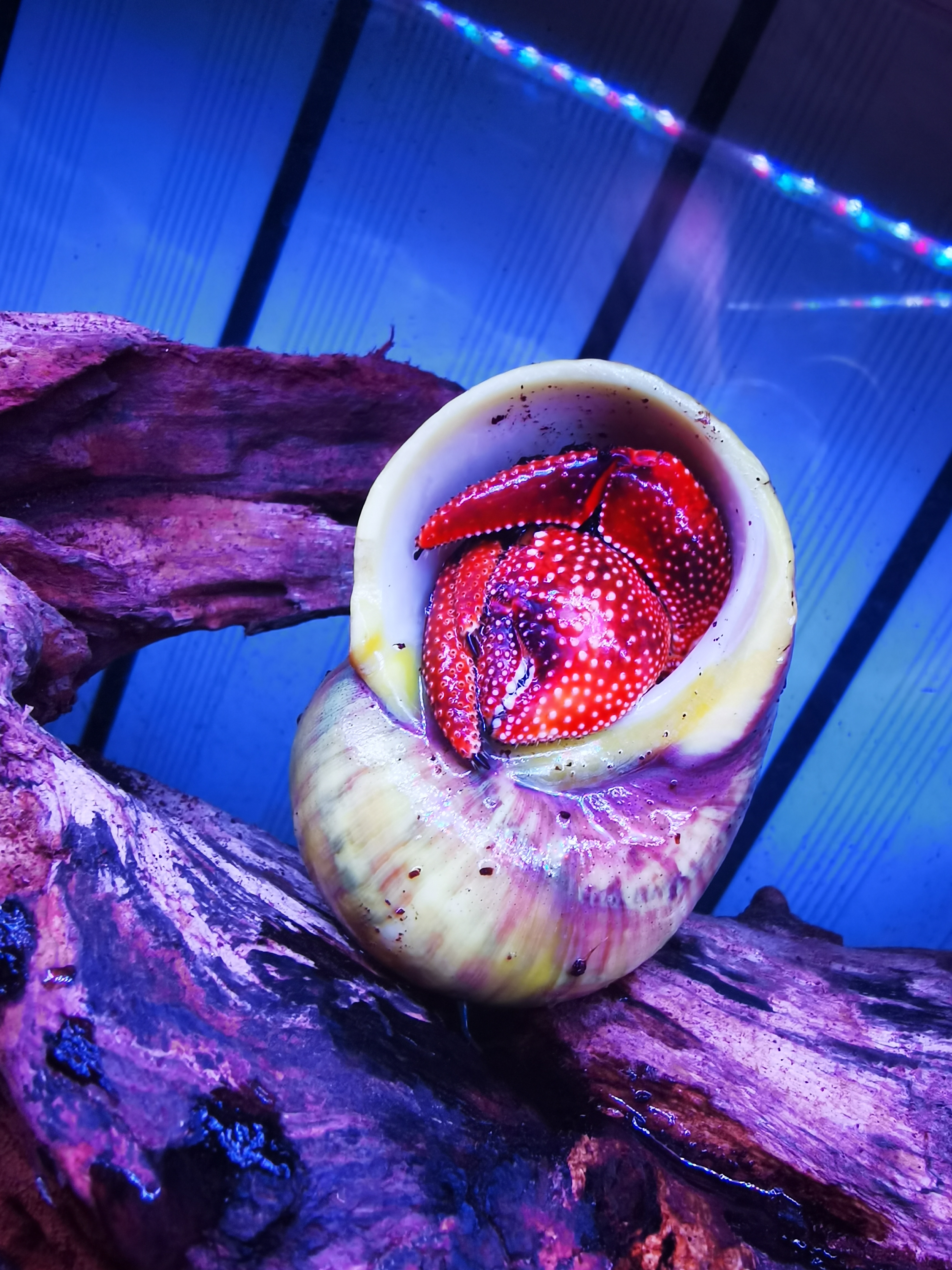 蜕皮成功的黑莓寄居蟹为什么比之前颜色淡了?