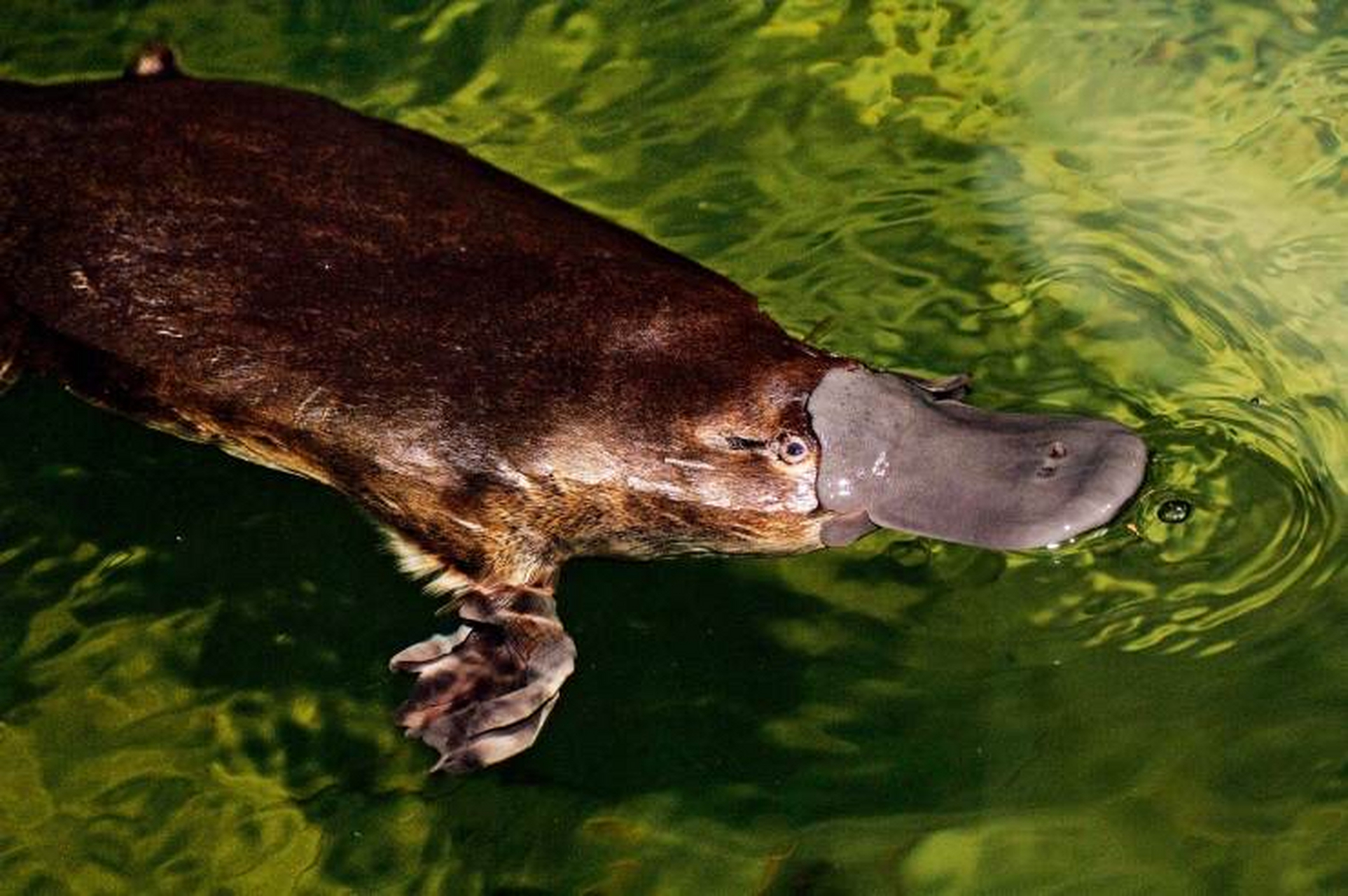 鸭嘴兽是澳大利亚的神奇动物,它的长相为什么会这么奇怪呢?