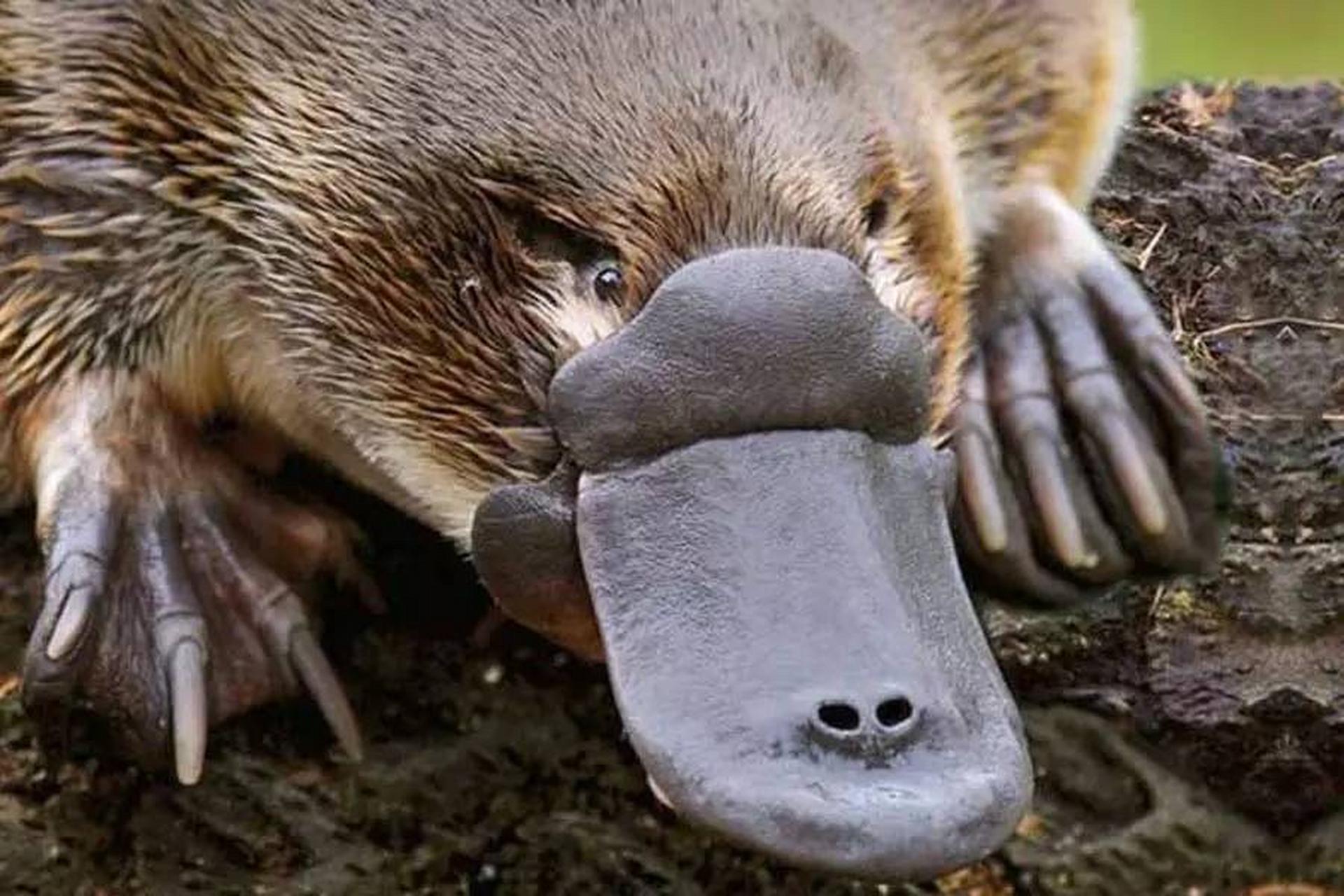 鸭嘴兽是澳大利亚的神奇动物,它的长相为什么会这么奇怪呢?