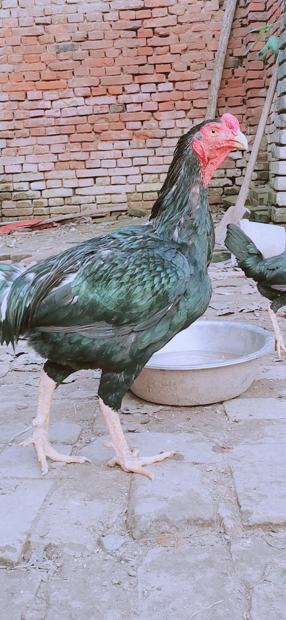 河南非物质文化遗产  中原斗鸡青顶头