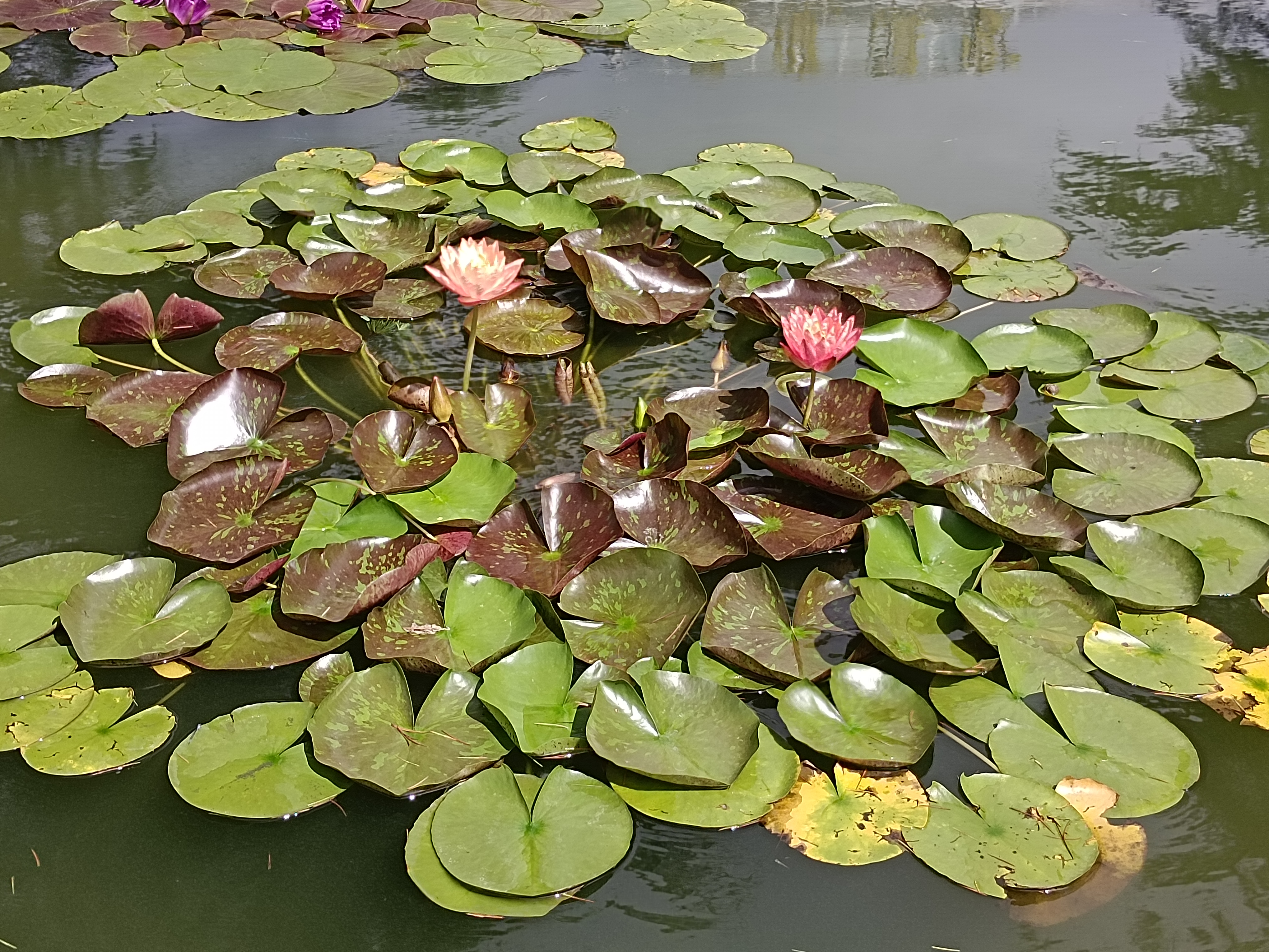 水面碧莲叶如盖,水中睡莲花正开