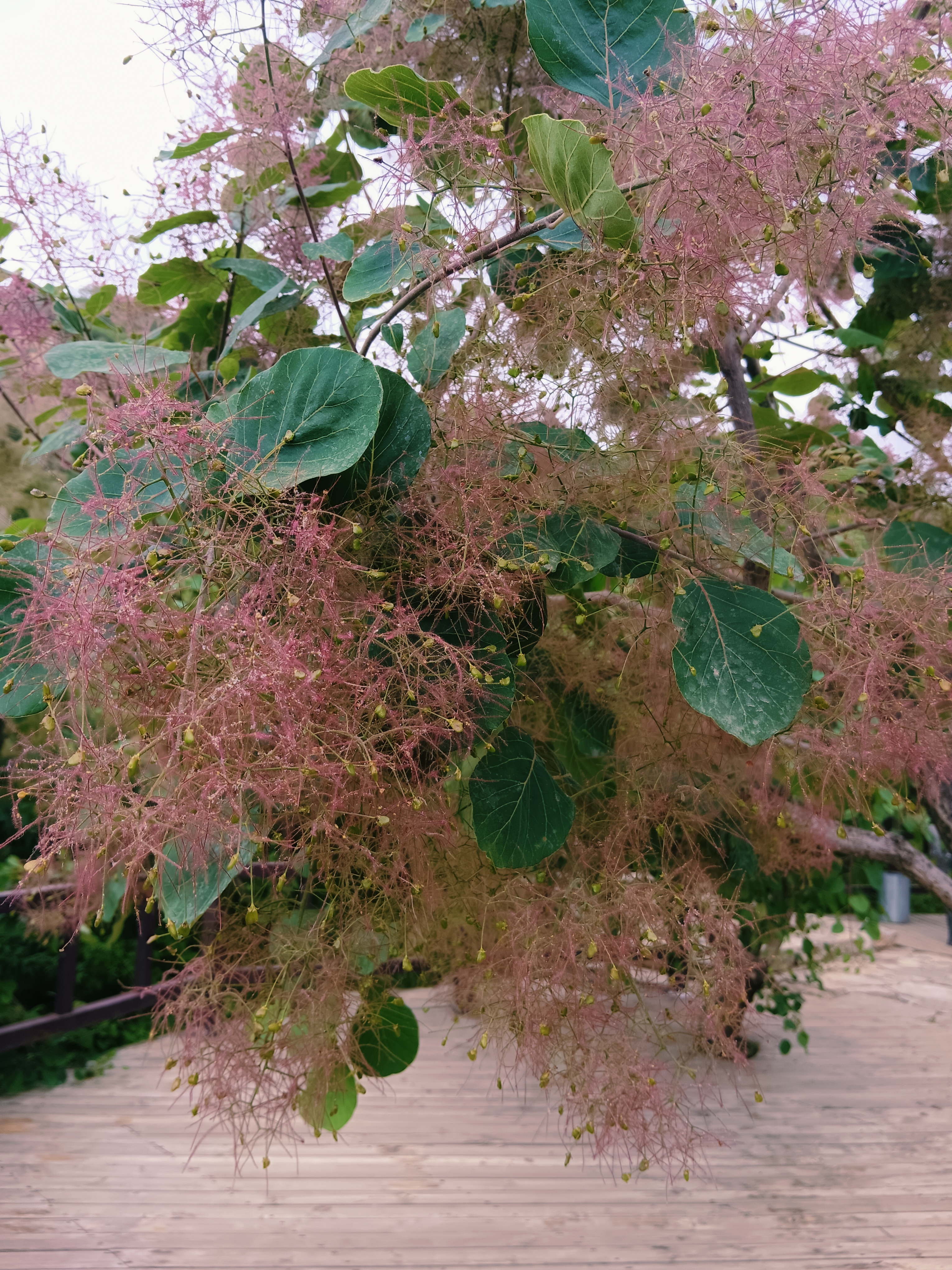 北京房山区周口店镇百年黄栌坡峰岭 从我住的昌平到坡峰岭,公交地铁