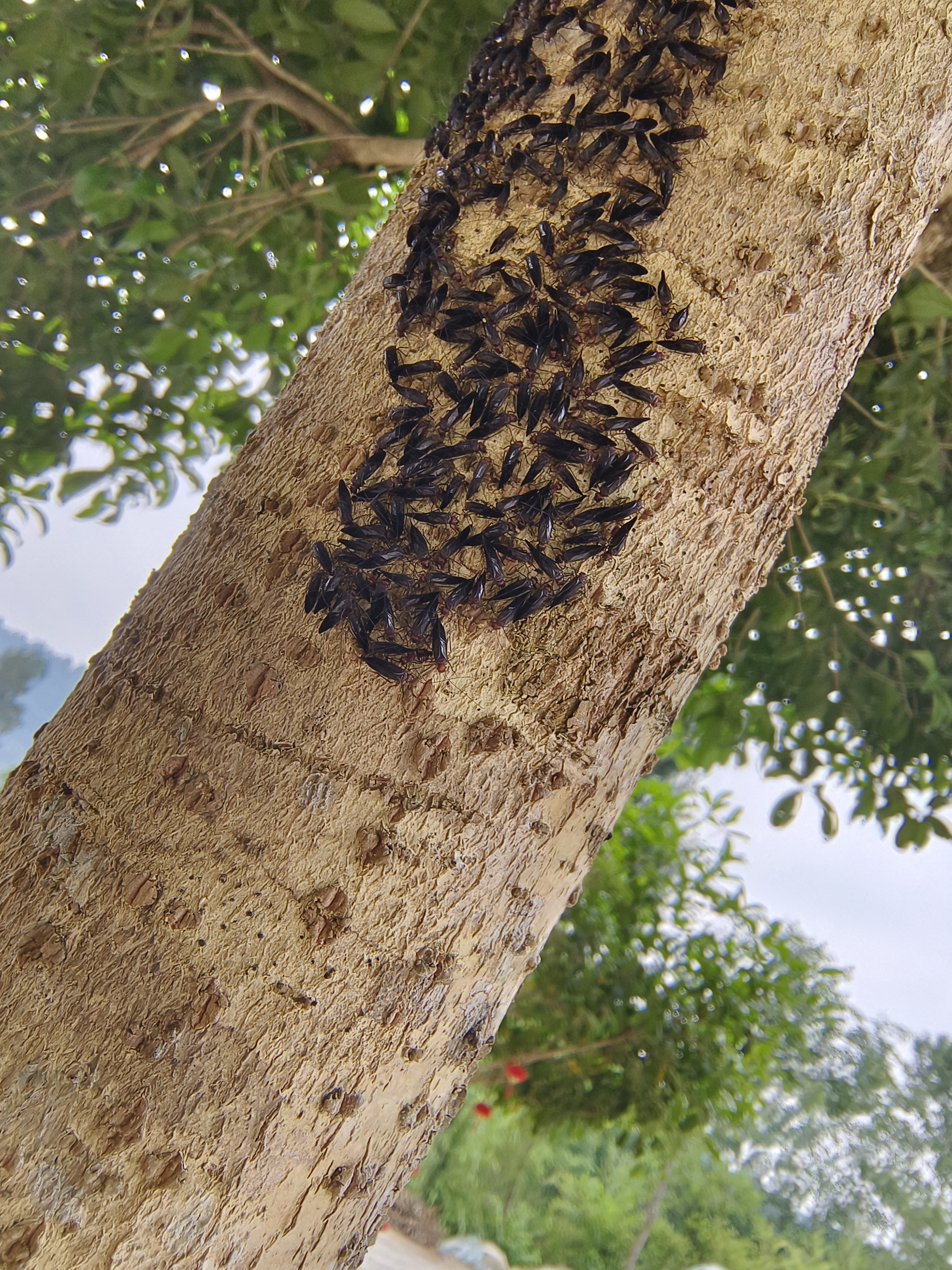 这是什么虫,成片在桂花树上,好几块#昆虫# #大自然中的昆虫