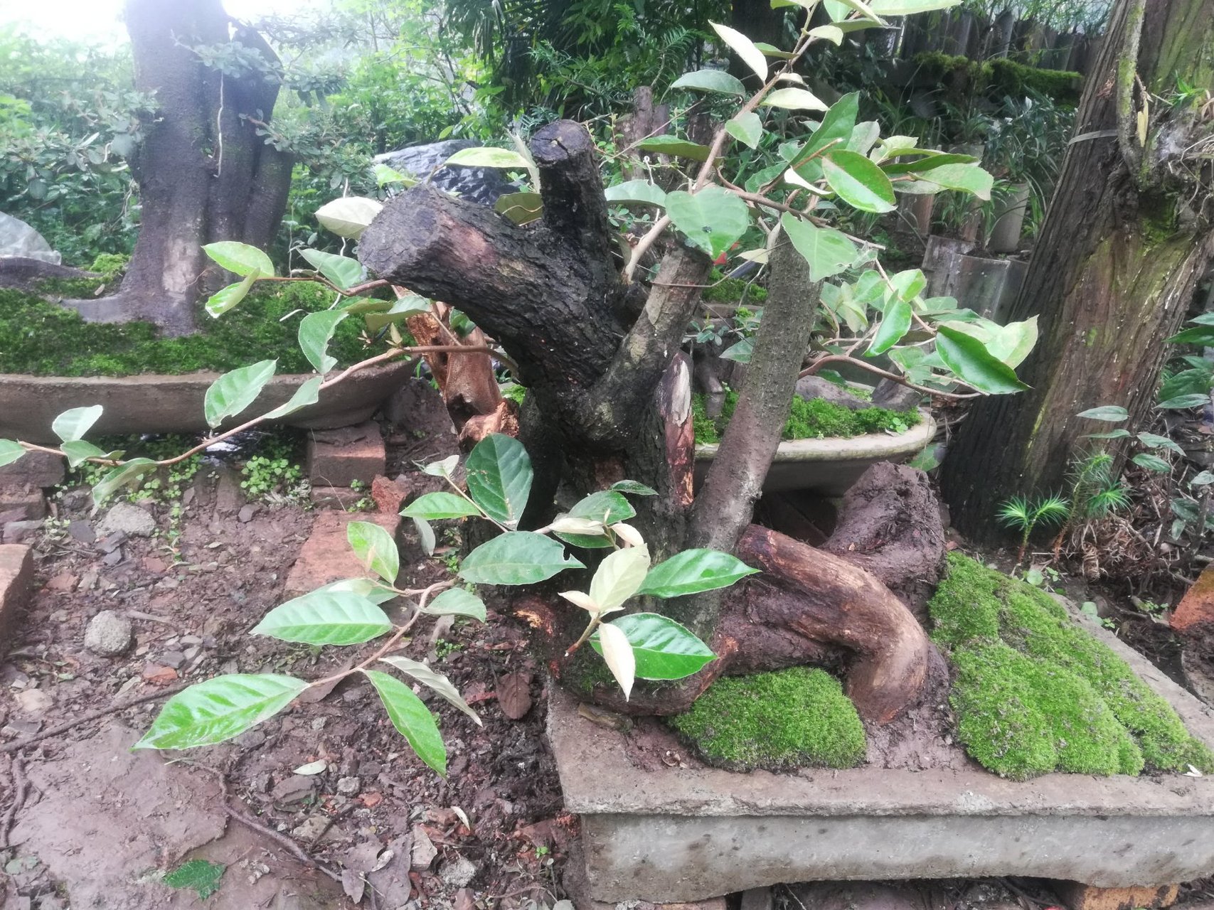 野生羊奶果老桩盆景图片