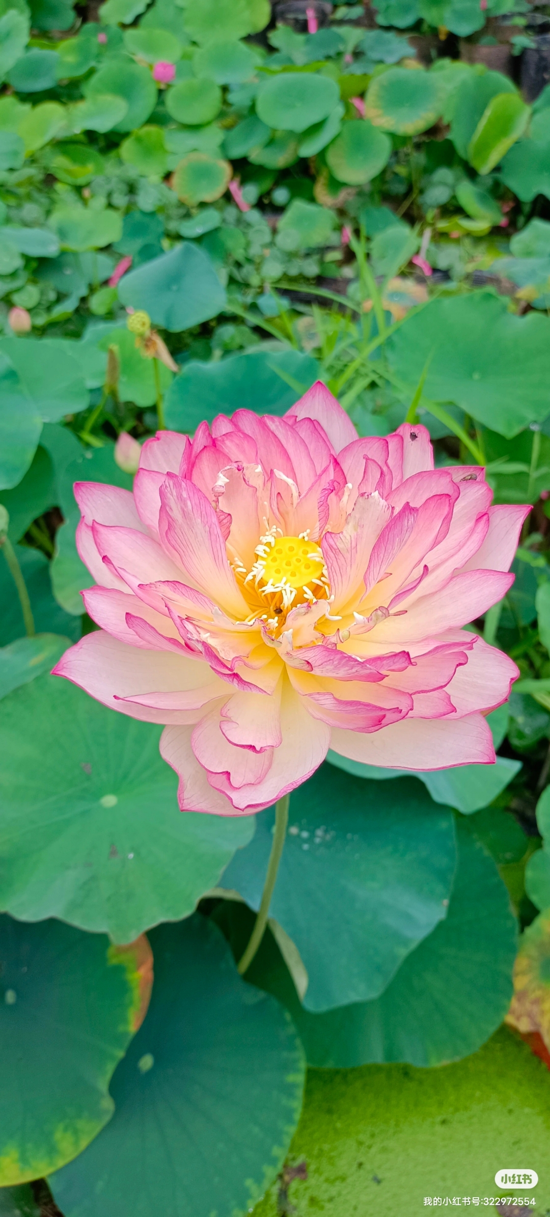 雨花情是一个比较耐看的品种#碗莲种植日记荷花碗莲莲韵小荷花