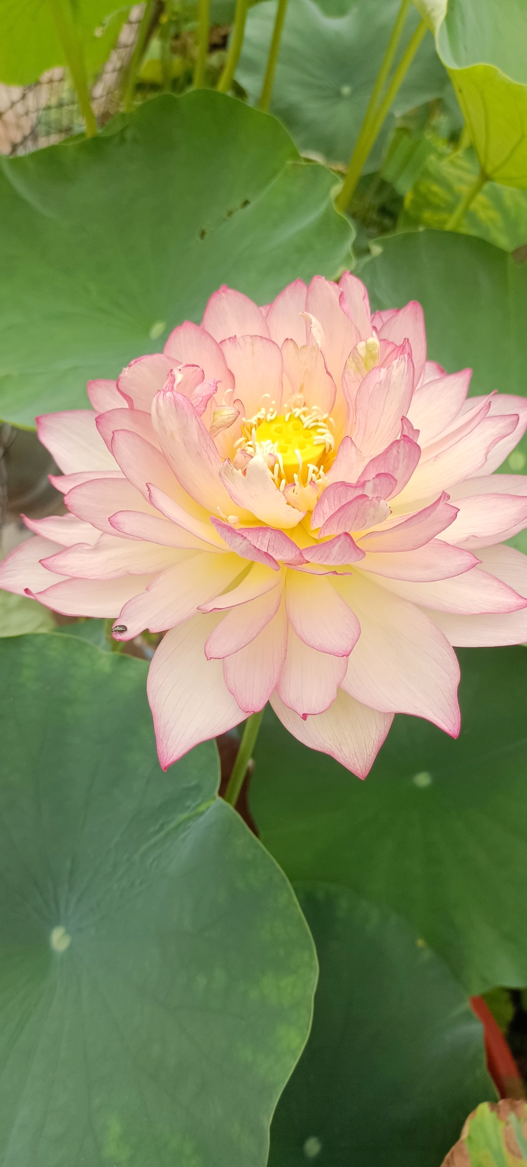 雨花情是一个比较耐看的品种#碗莲种植日记荷花碗莲莲韵小荷花