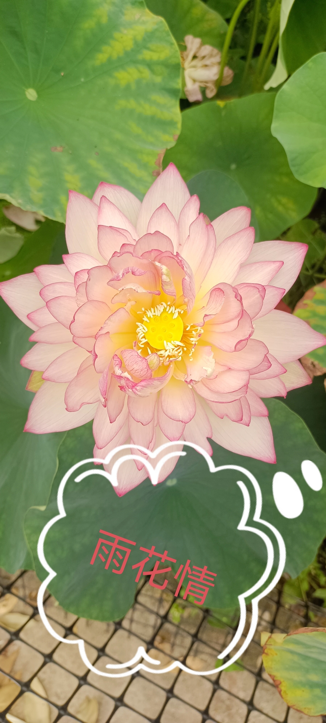 雨花情是一个比较耐看的品种#碗莲种植日记荷花碗莲莲韵小荷花