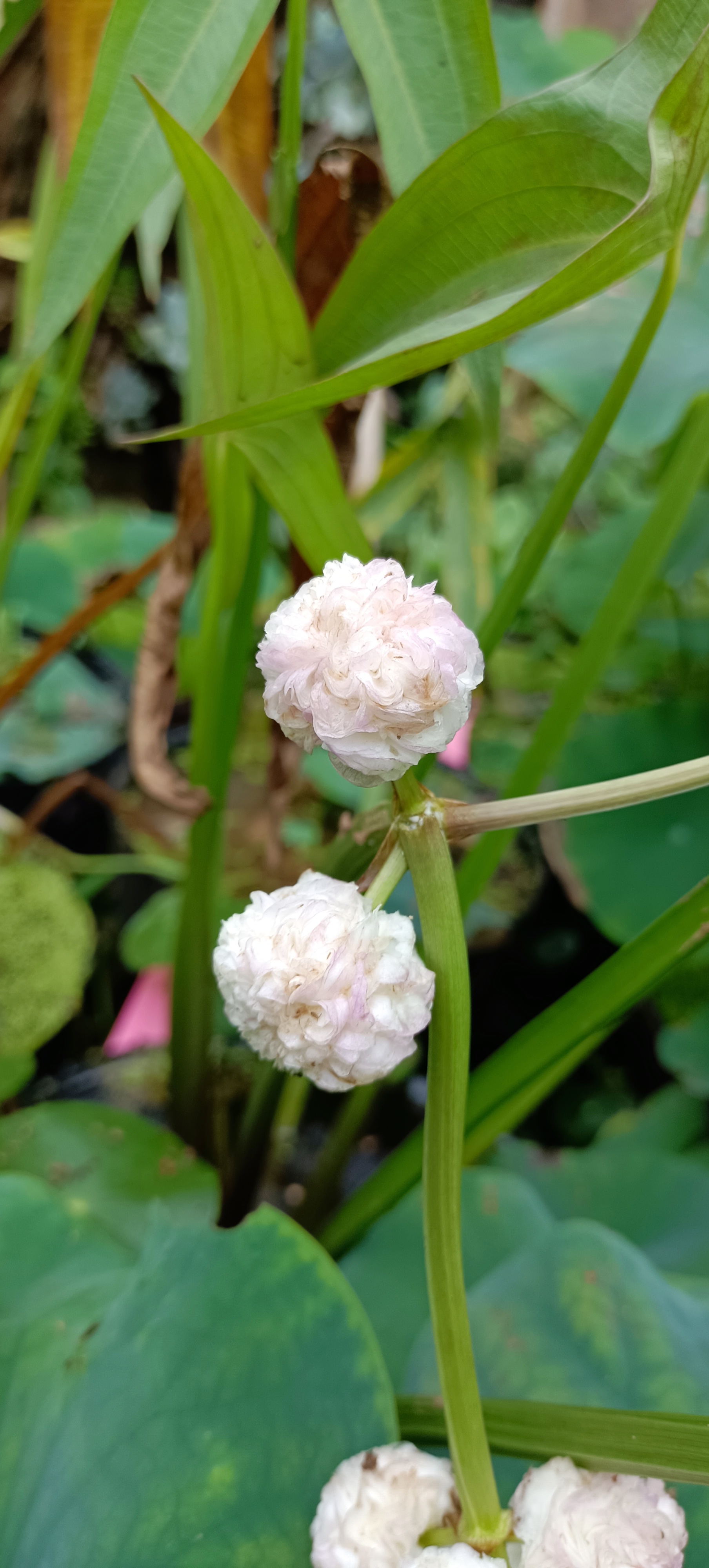 重瓣园艺观赏水生植物茨菇,花朵仙气飘飘