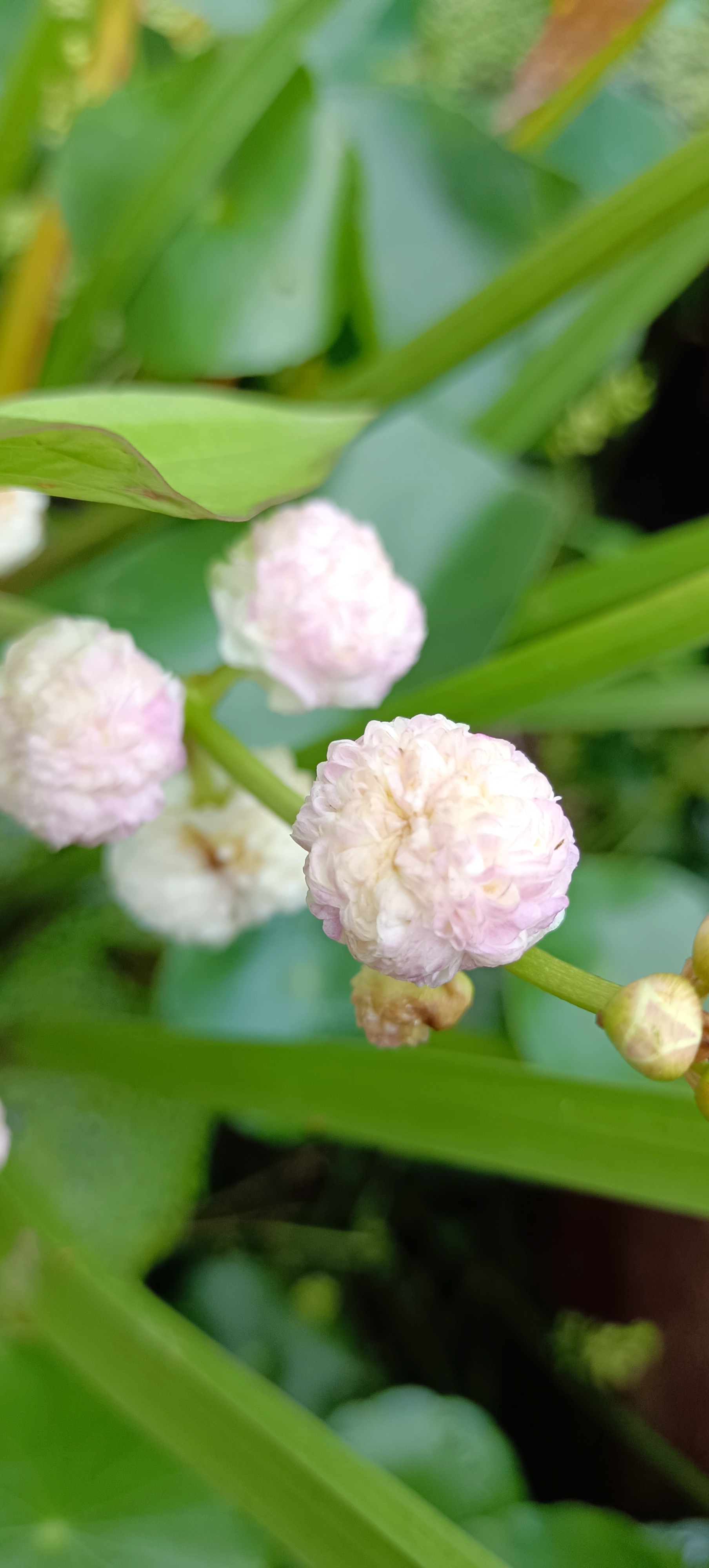 重瓣园艺观赏水生植物茨菇,花朵仙气飘飘