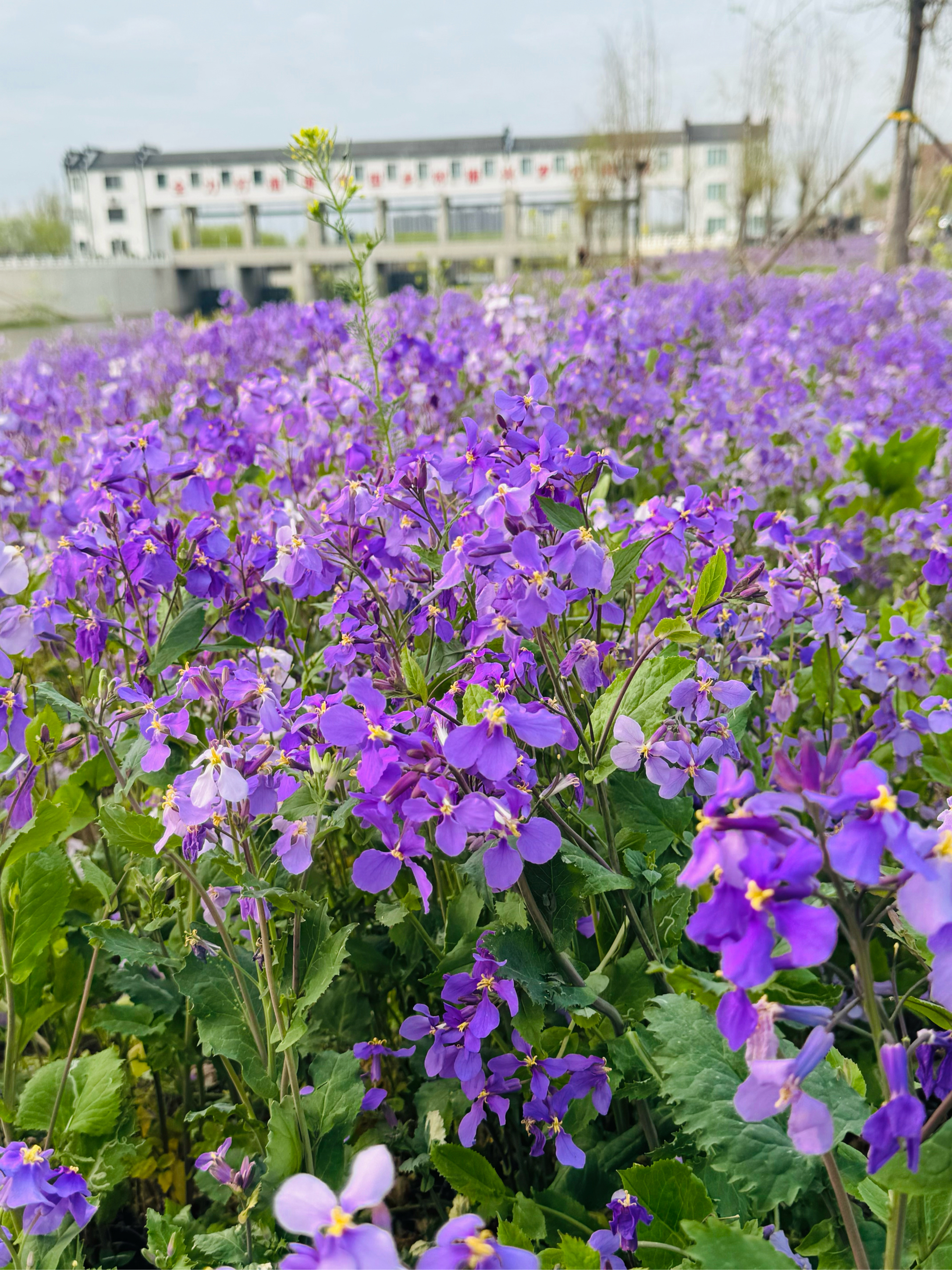 94  在这片紫色花海中