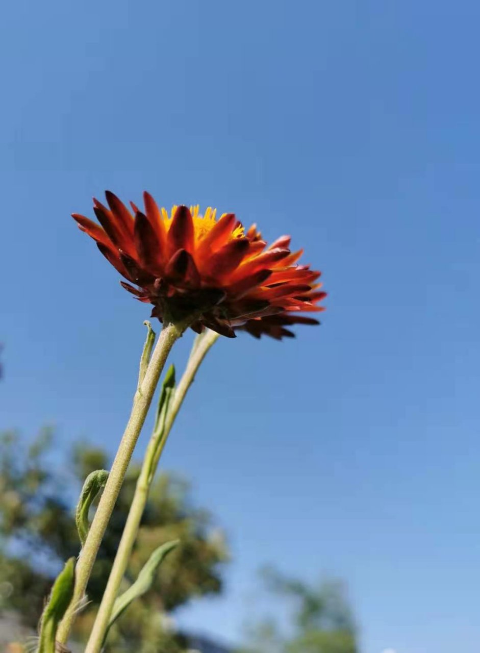 评李思诚佟丽娅离婚:当我们爱的死去活来而结婚,可曾想到有一天我们会