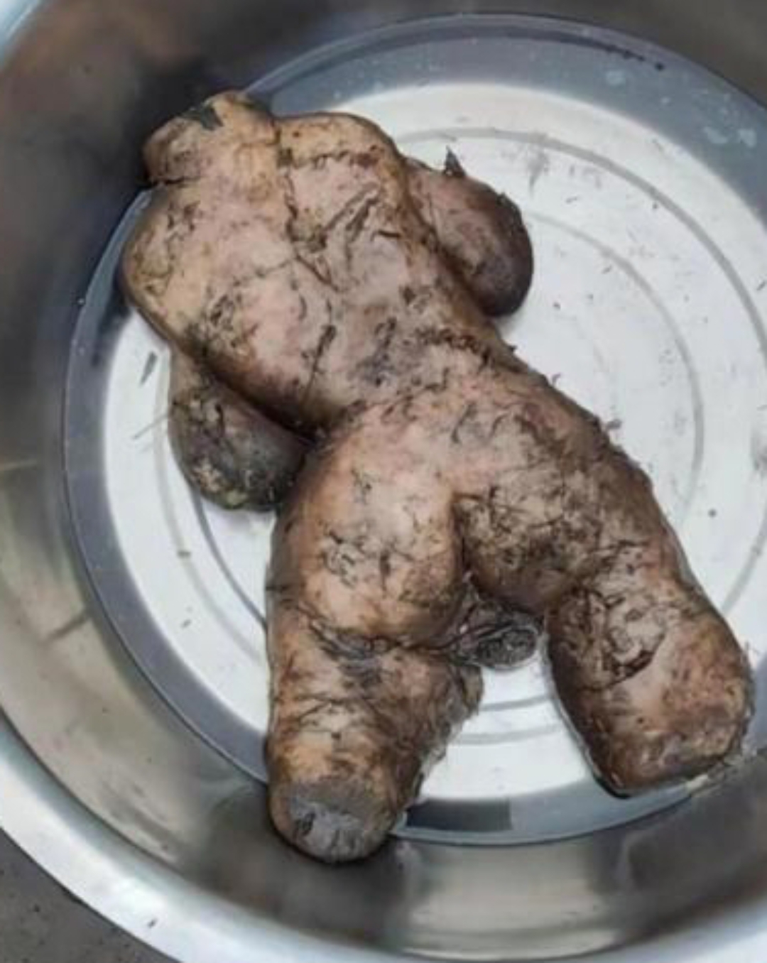 今天雨过天晴后,和朋友去爬山,在山上捡了一个这么