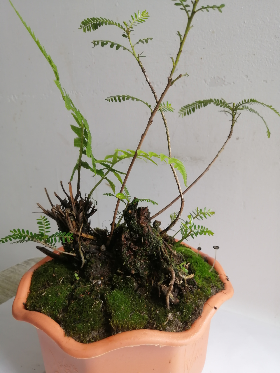 分享一下一种叫单花水油甘的植物.在百度很少见到