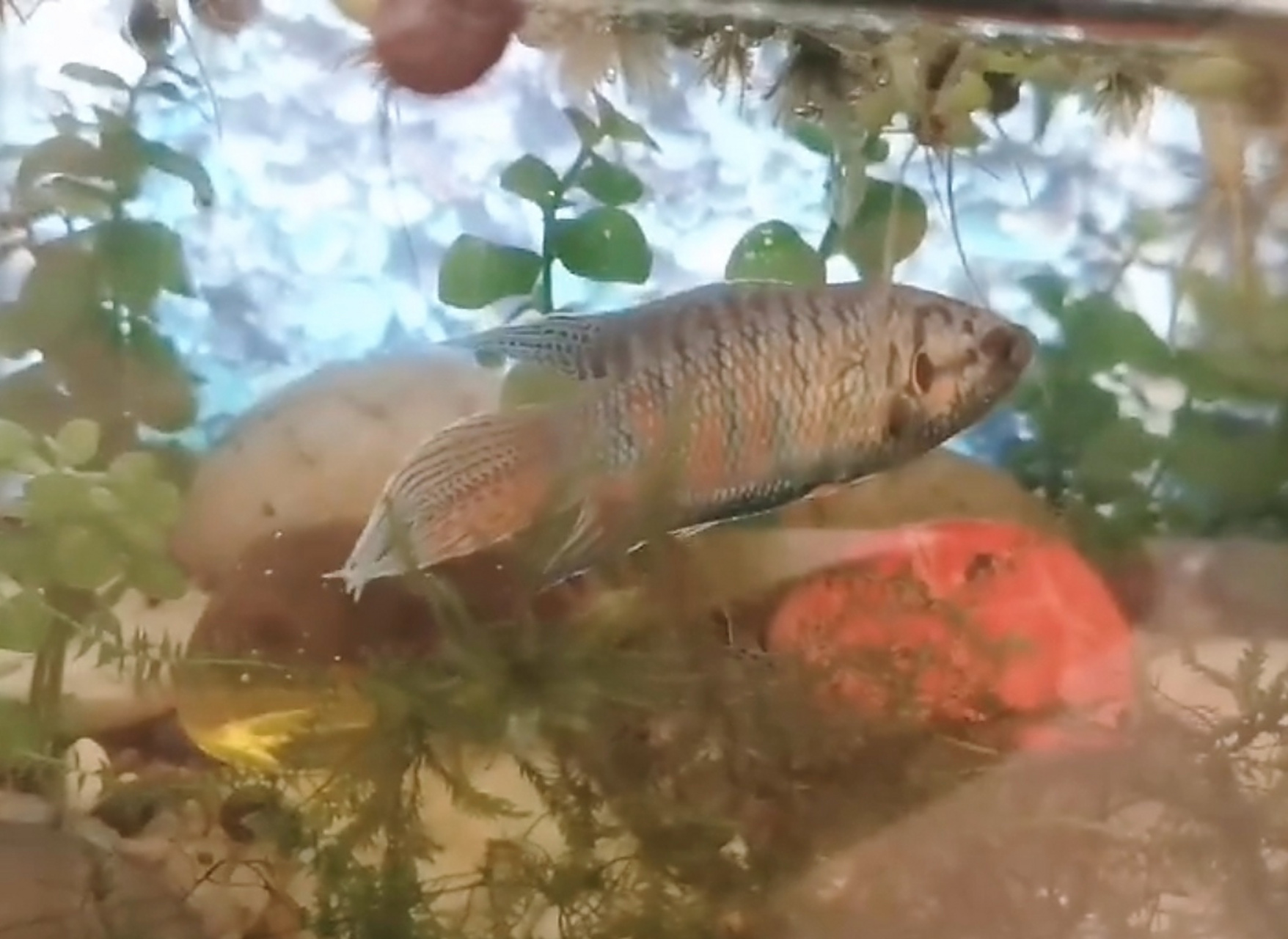 这种鱼学名称斗鱼,我们老家称它为"婆婆鱼″,以前家里的河里和田里