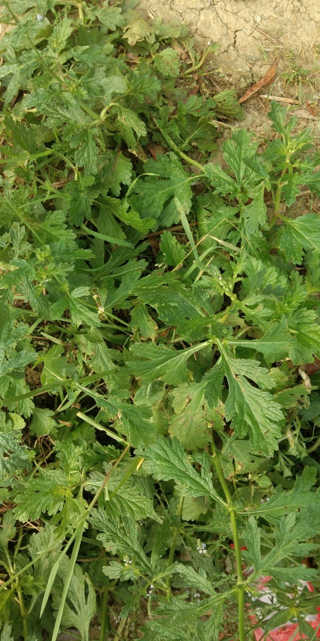 苗家草草药,马鞭草