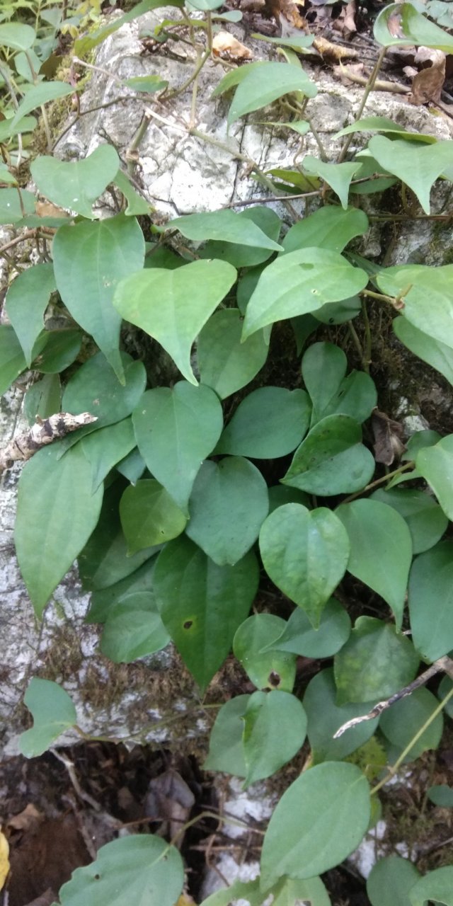 苗家草草药,爬岩香