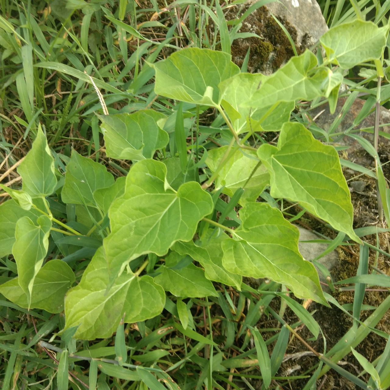 苗药 苗家草草药,三百根,挖开里面一大把根