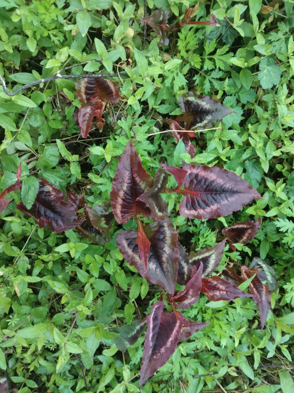 苗家草草药,花蝴蝶