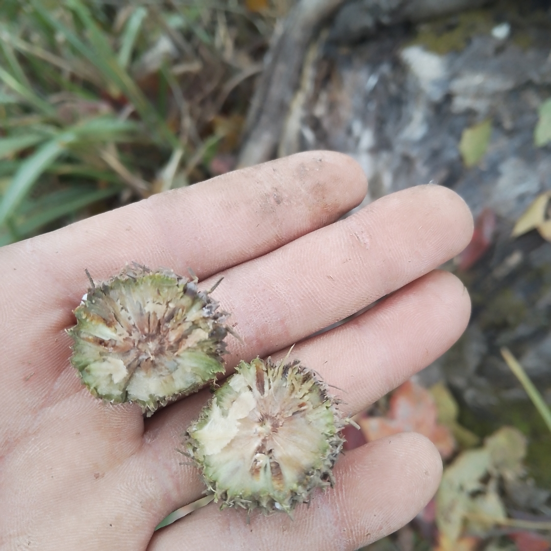 中药大名鼎鼎的路路通,就是这个样子#高血压# #健康知识科普