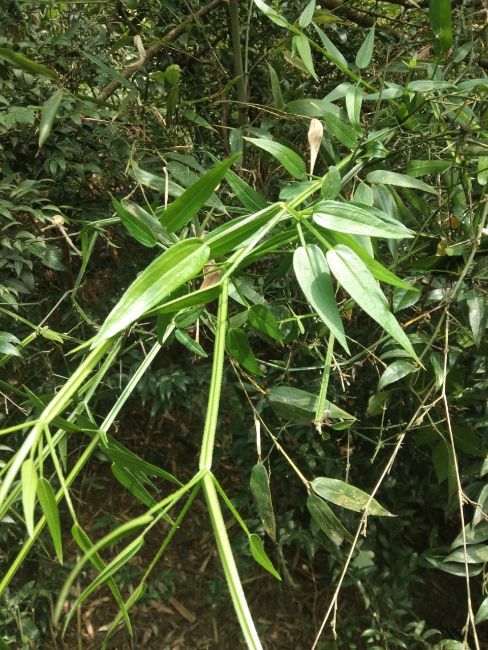 苗家草草藥,小血藤,中藥名字茜草 ,四輪草