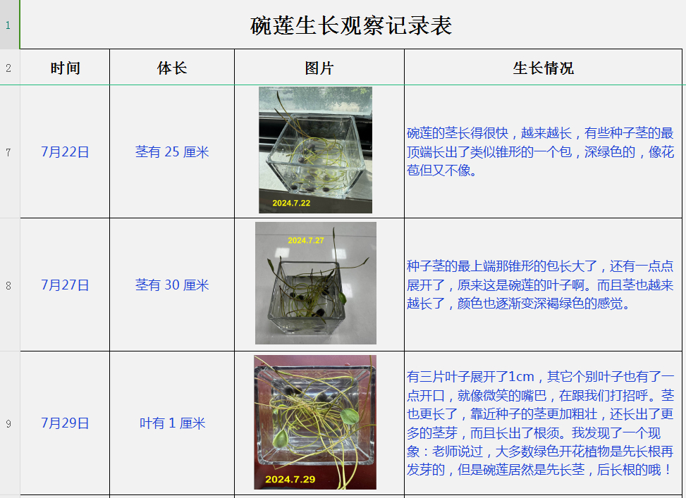 碗莲生长过程记录图片