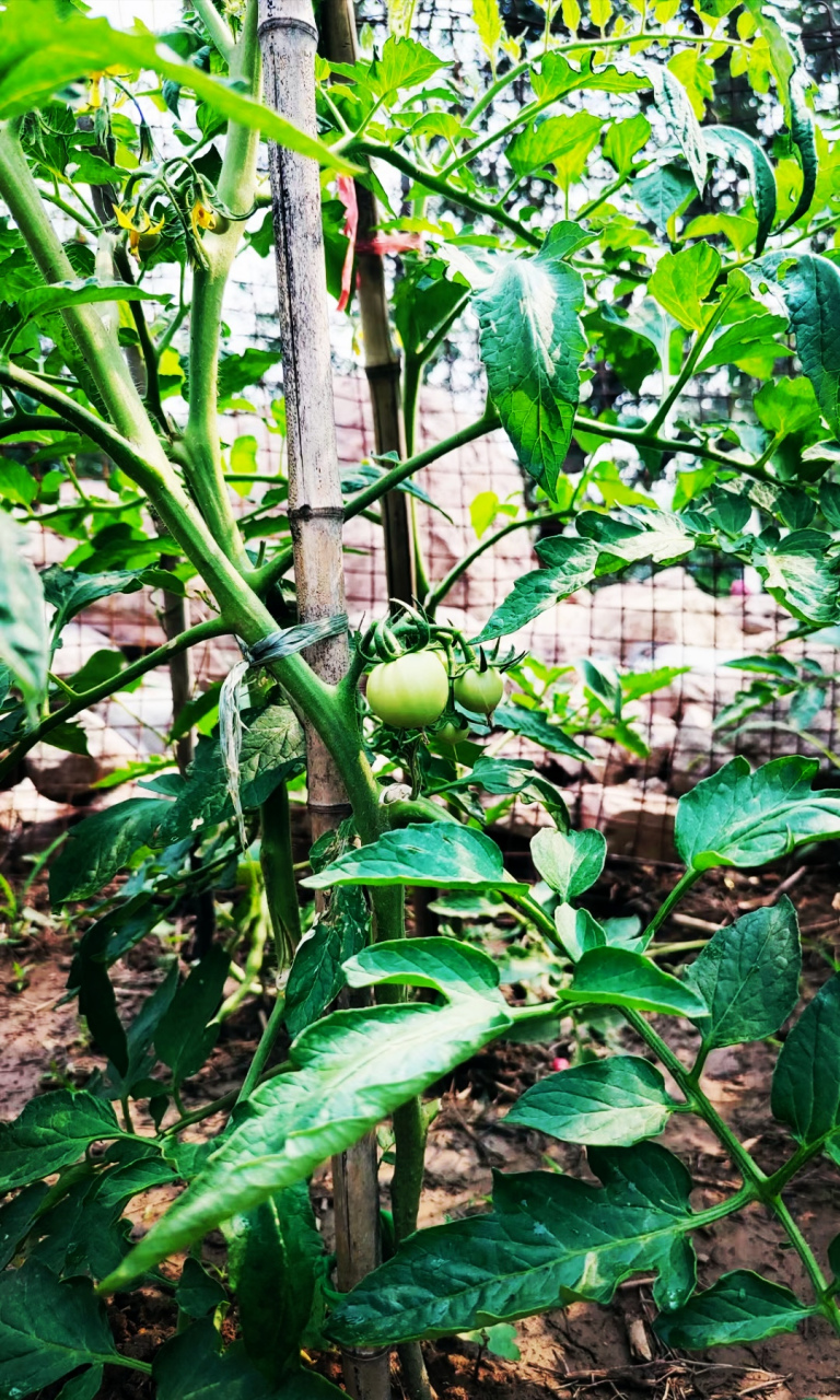 田园生活 墙上芦苇,头重脚轻根底浅!