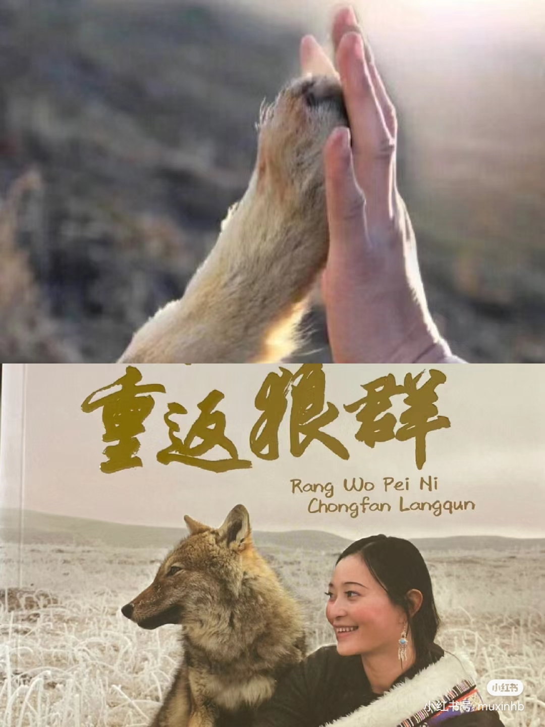 重返狼群,养过动物的人才懂的那份心碎