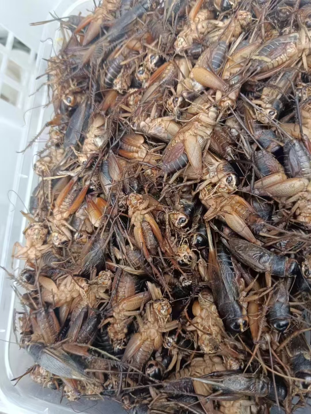 昆虫美食蟋蟀也叫土哲儿,油炸嘎嘎香,老铁们吃过没?你们那叫什么!