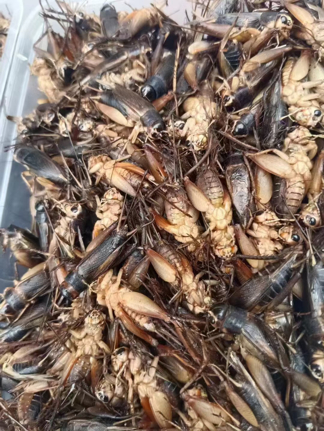 昆虫美食蟋蟀也叫土哲儿,油炸嘎嘎香,老铁们吃过没?你们那叫什么!