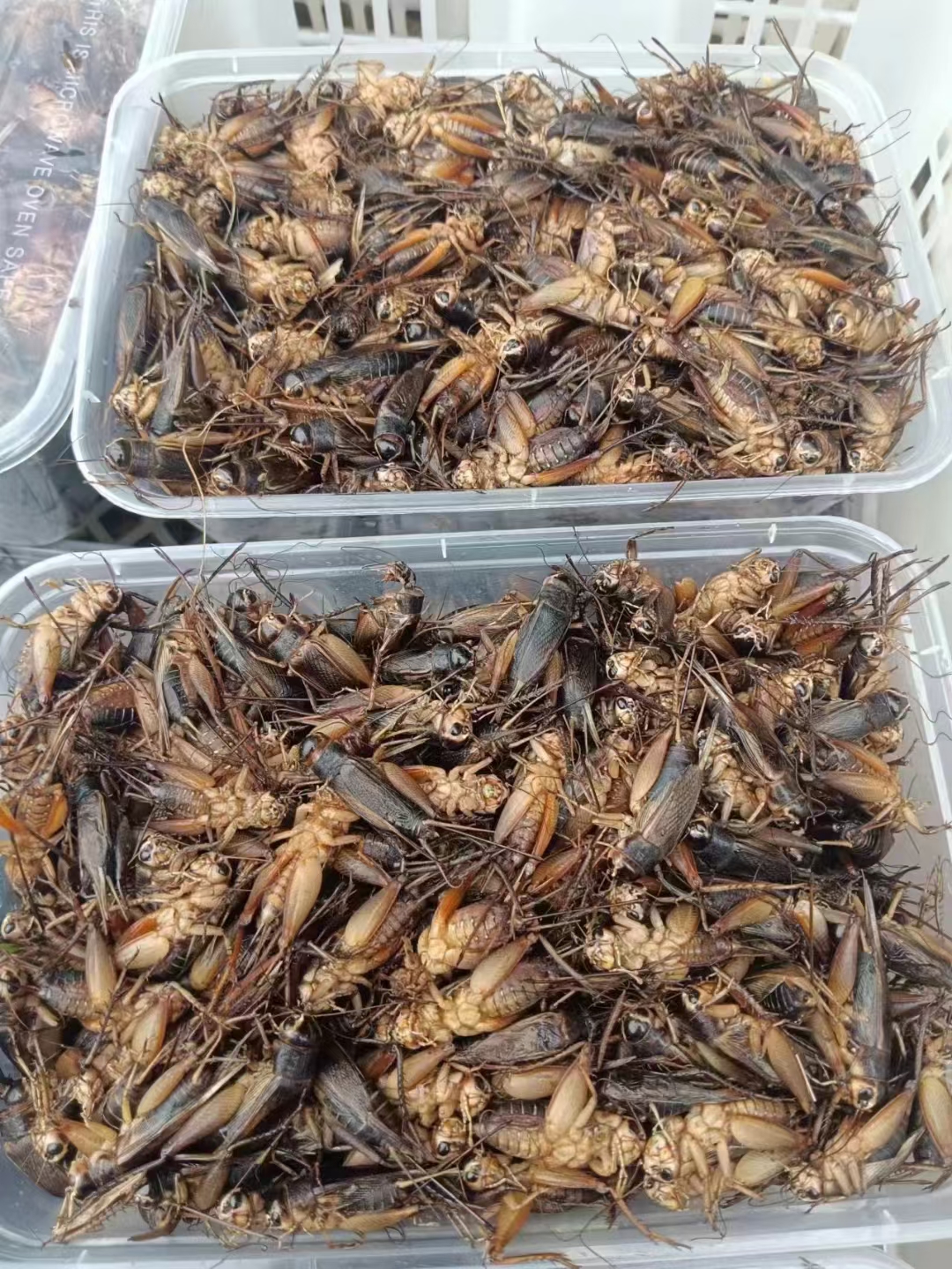 昆虫美食蟋蟀也叫土哲儿,油炸嘎嘎香,老铁们吃过没?你们那叫什么!