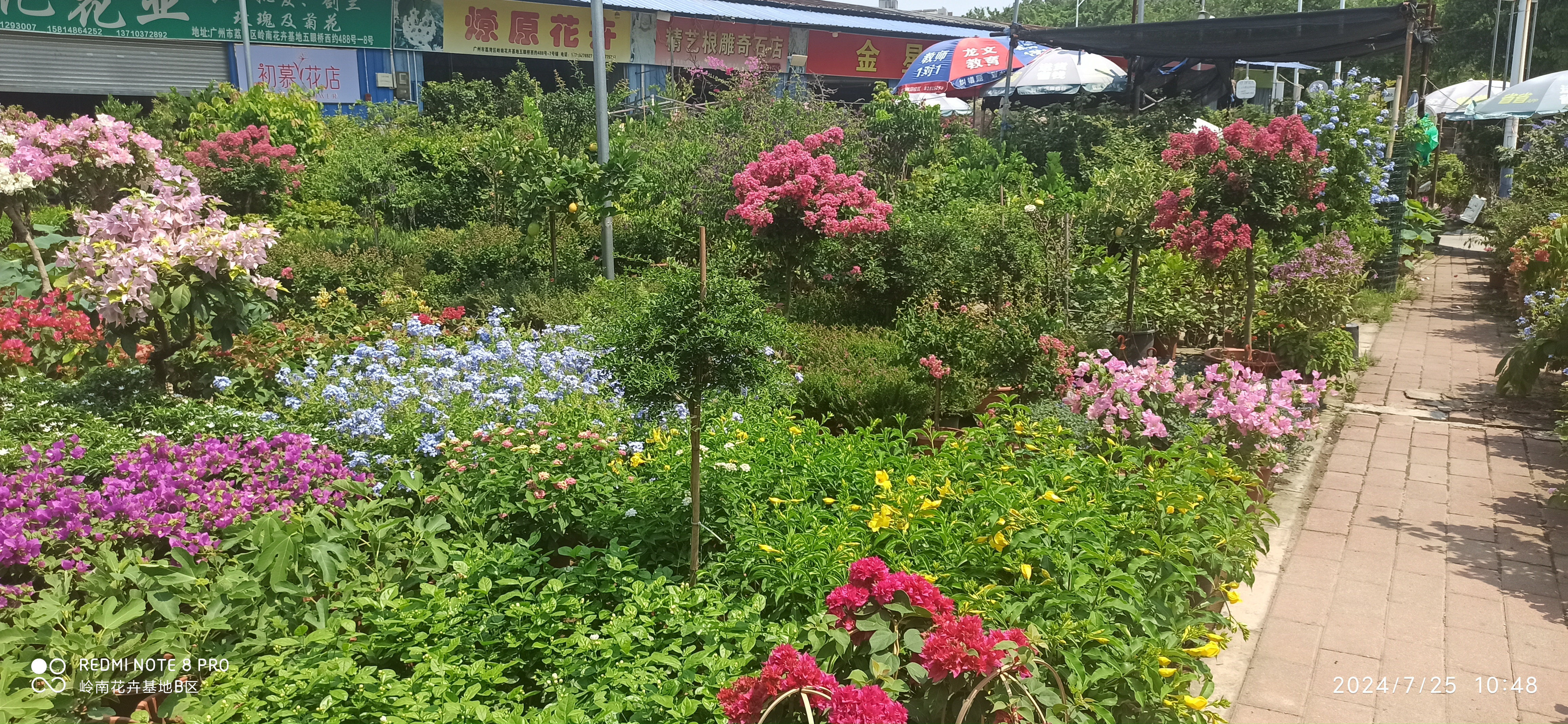 广州芳村花卉种植基地图片