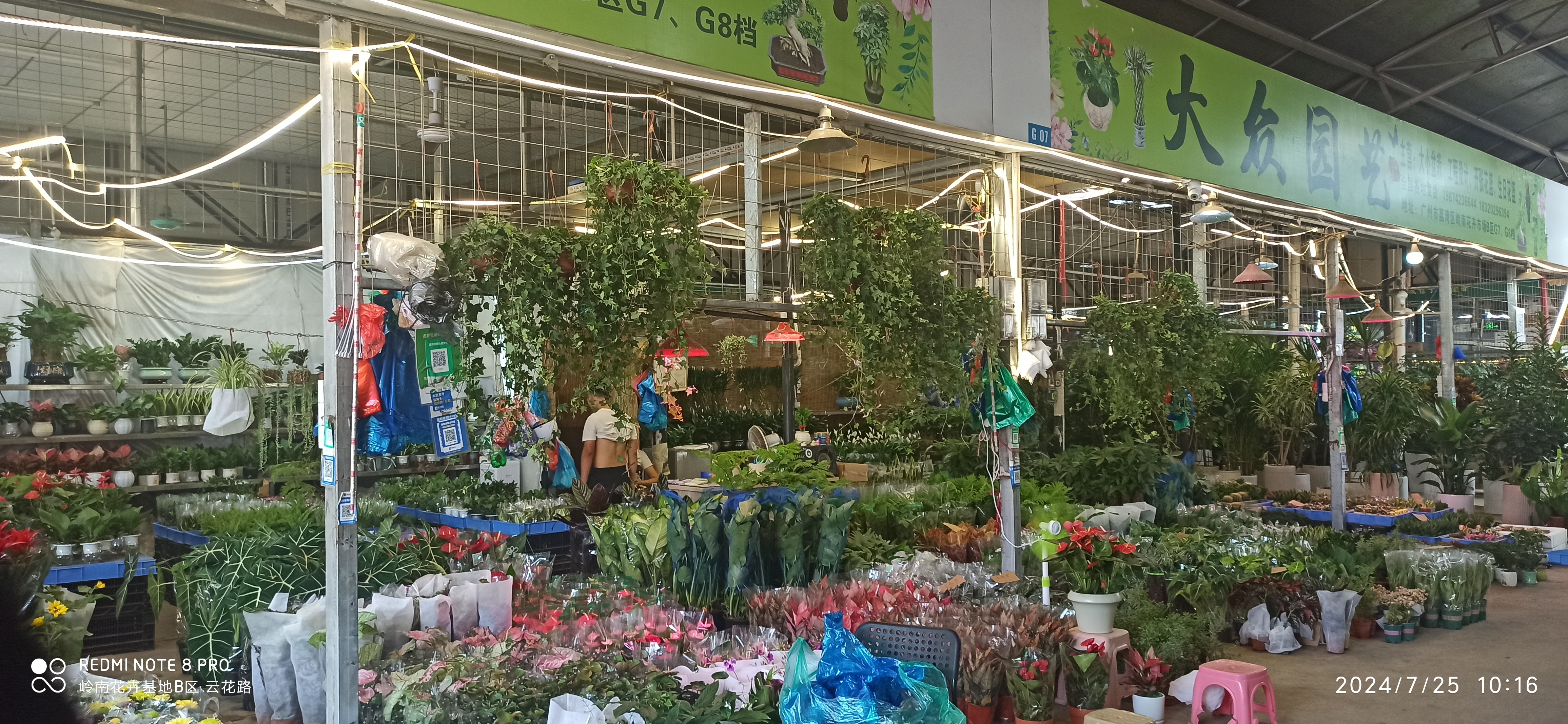 广州芳村花卉种植基地图片