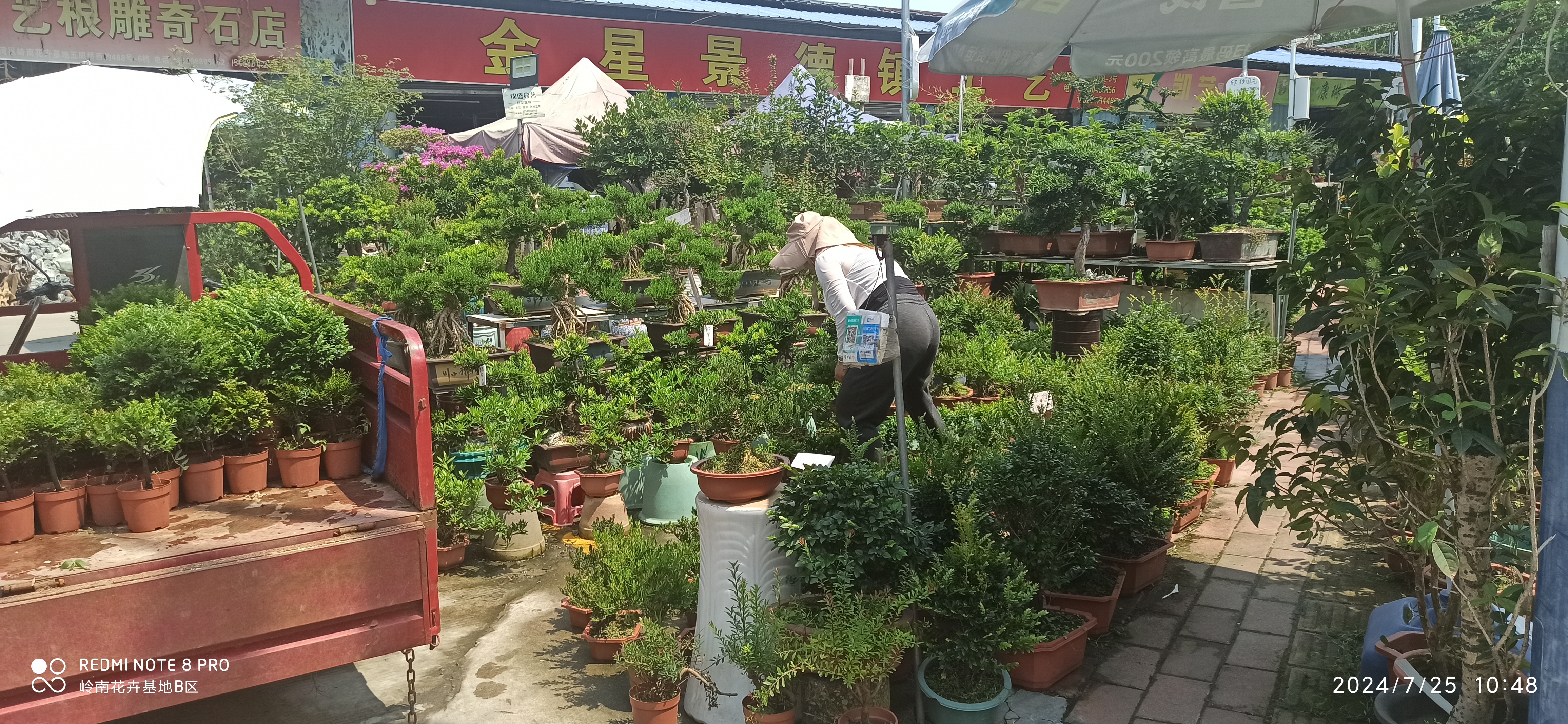 广州芳村花卉种植基地图片