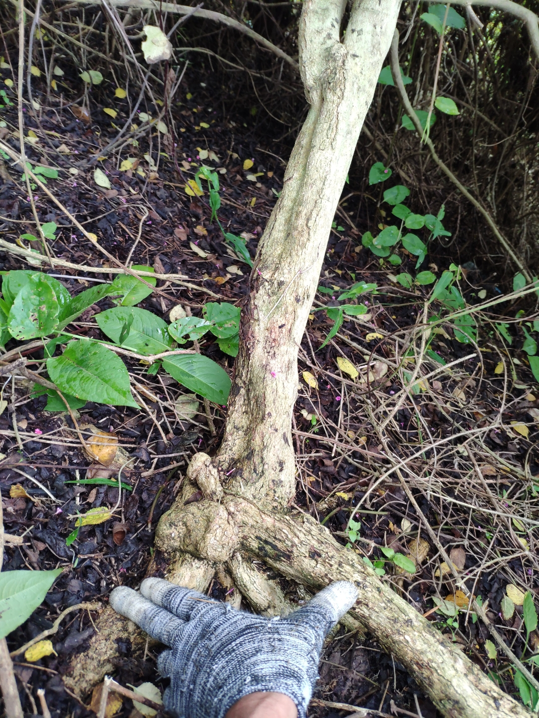 每天认识一种植物# 五色梅老桩单杆很漂亮