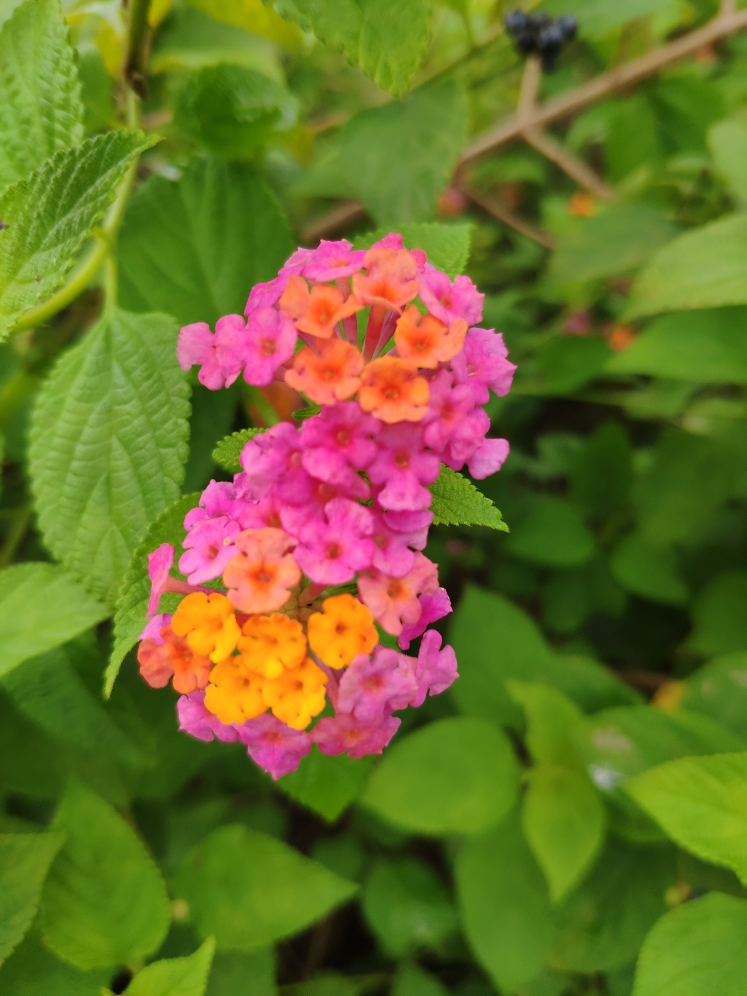 每天认识一种植物# 五色梅老桩单杆很漂亮