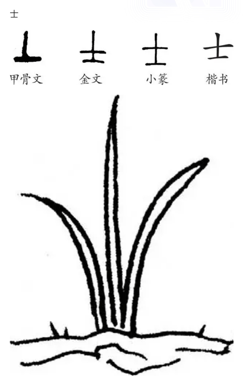 在甲骨文中,最早的士字,是由一横一竖组成,就像一个人站在大地上,很