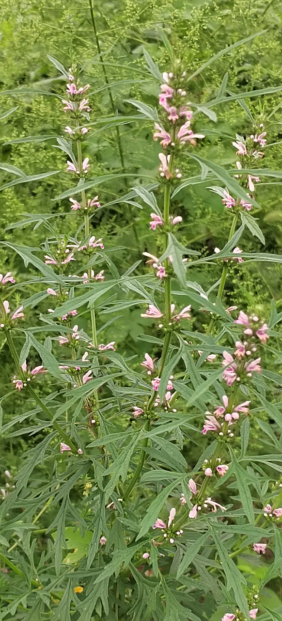 益母草 在路边草丛里,我们经常见到一种开着细碎小花的植物