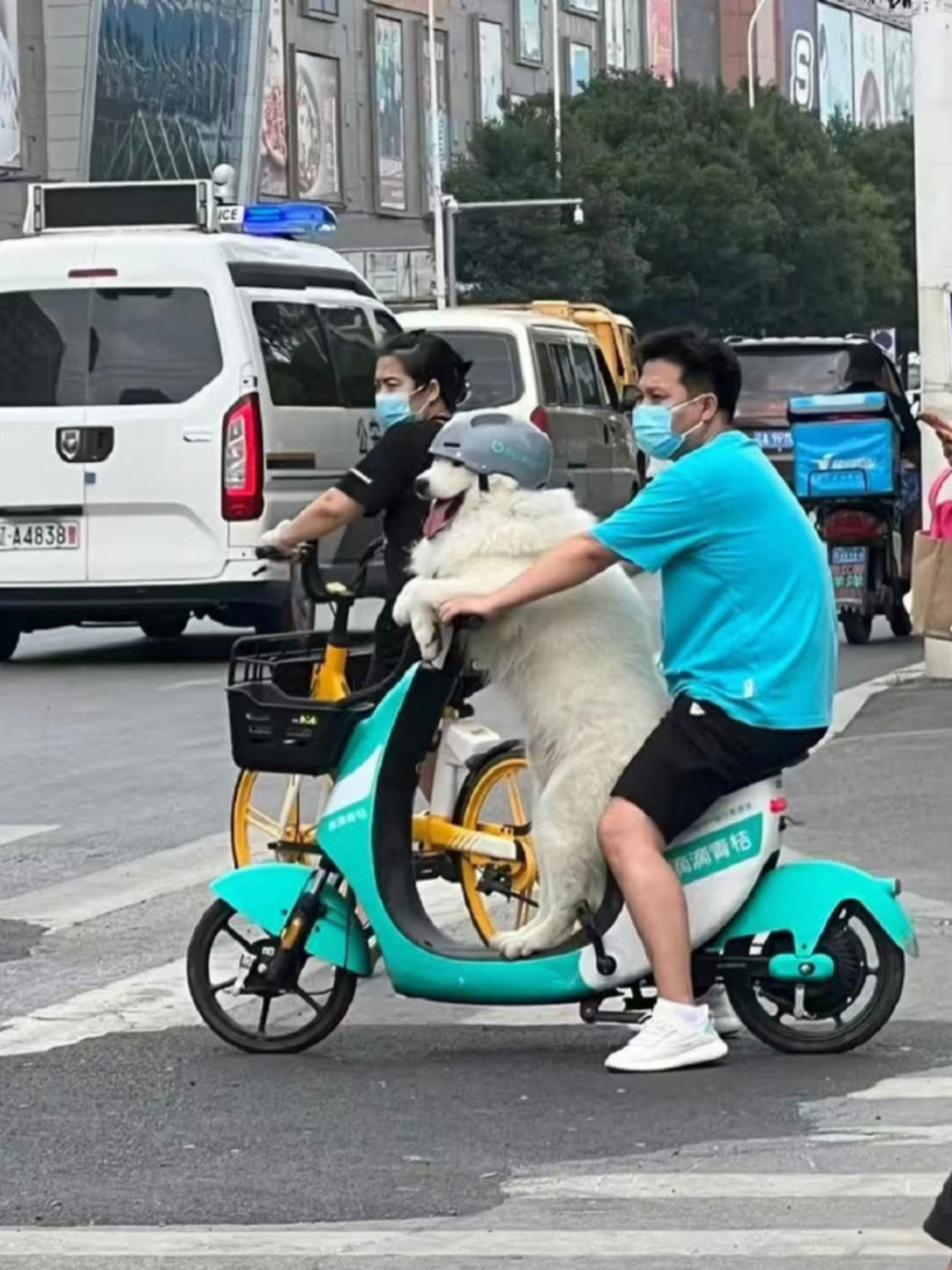 今天在路上骑车,看到旁边有个帅哥骑着电动车,前边站着一条大白狗,他