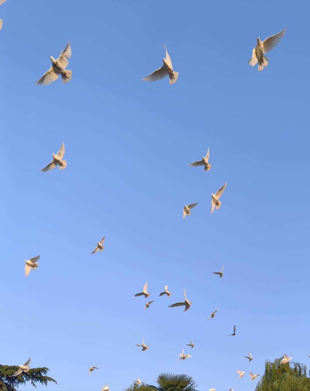 和曙光一起醒来的还有云鸽群鸽子的空中拍摄照片鸽群优化