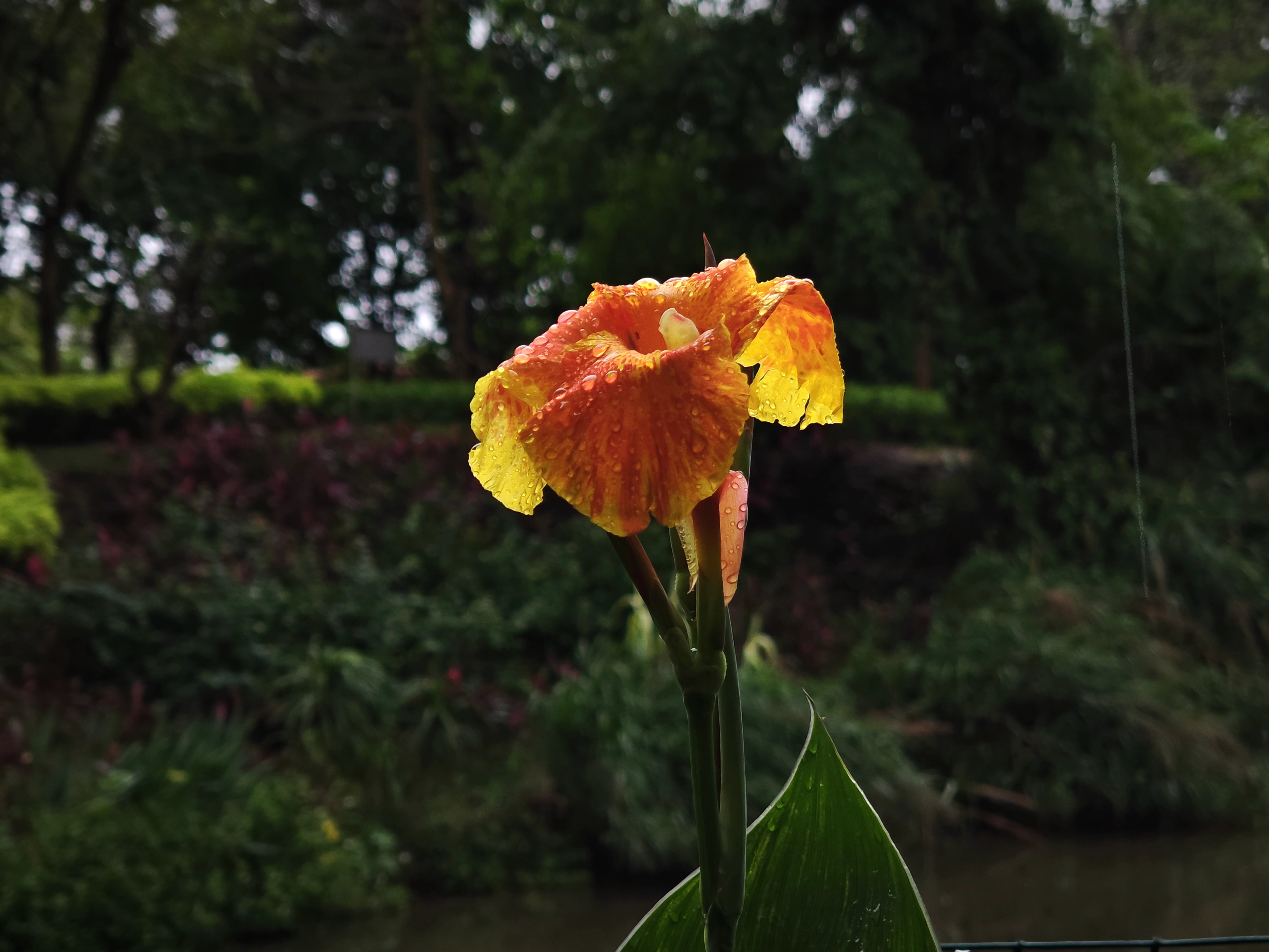 手机拍摄,小花小草.